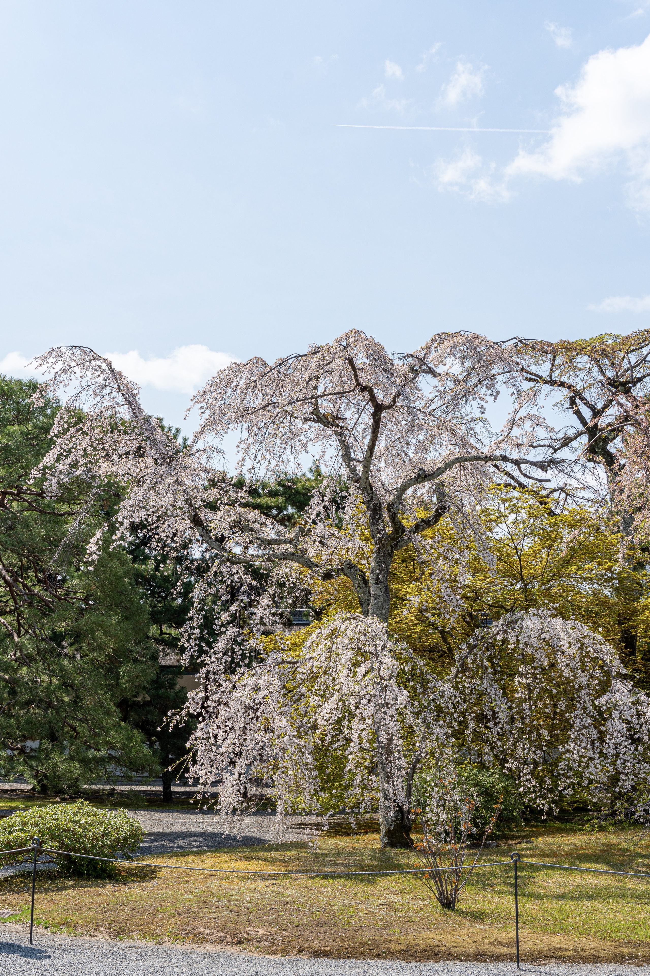 Япония, сакура. Творческие сьемки