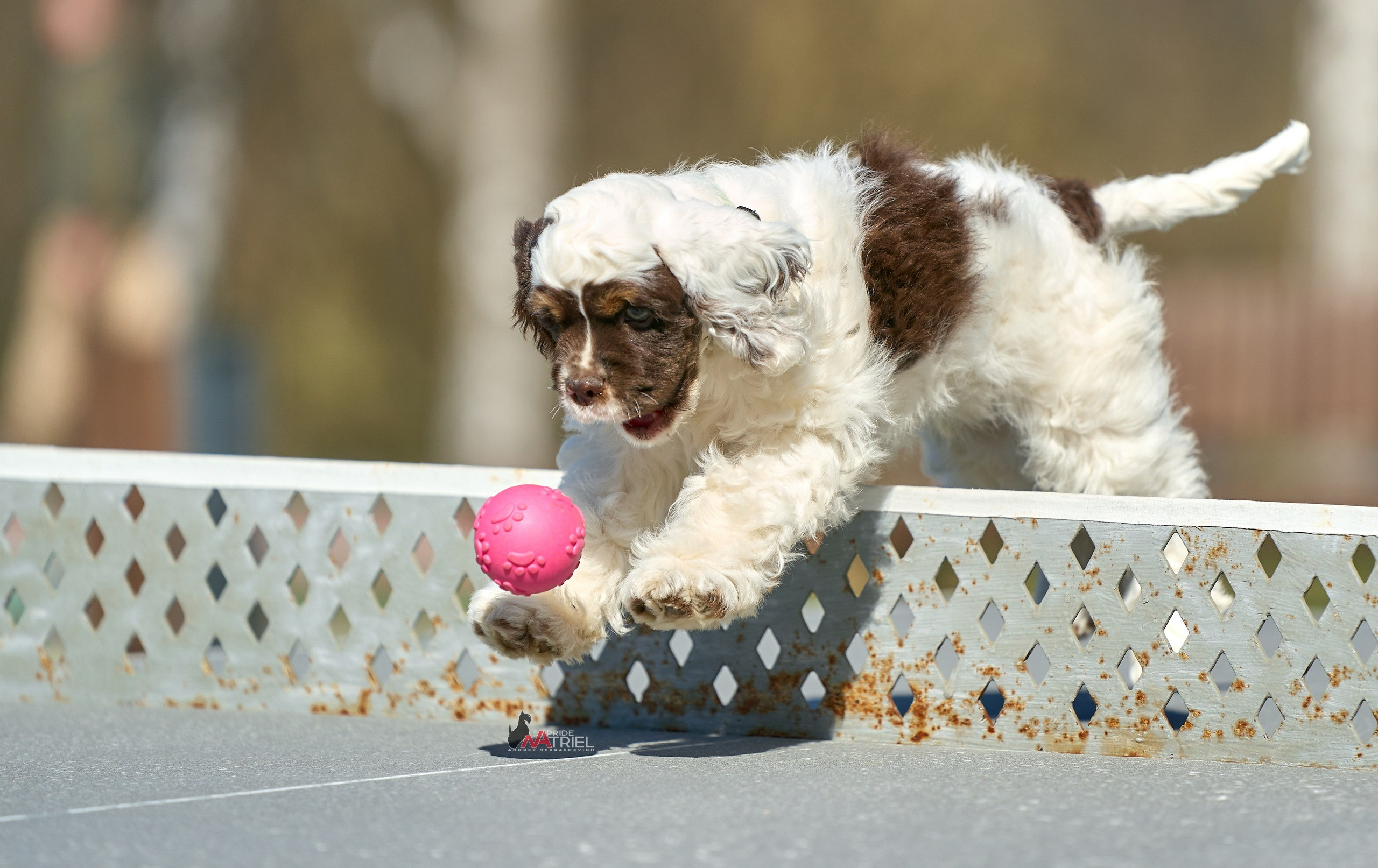 Прогулка со щенком
