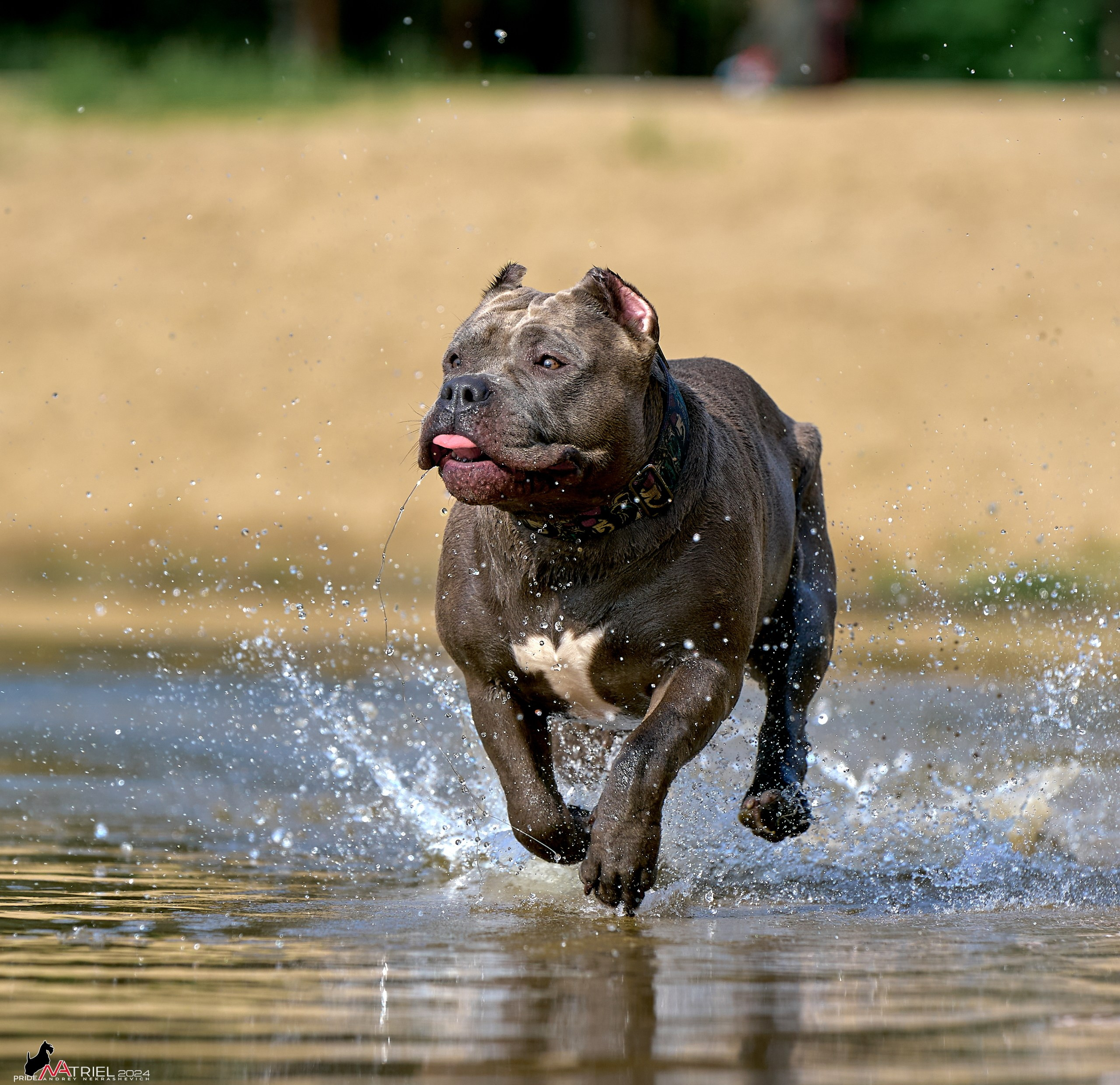 Фотопрогулка с булли