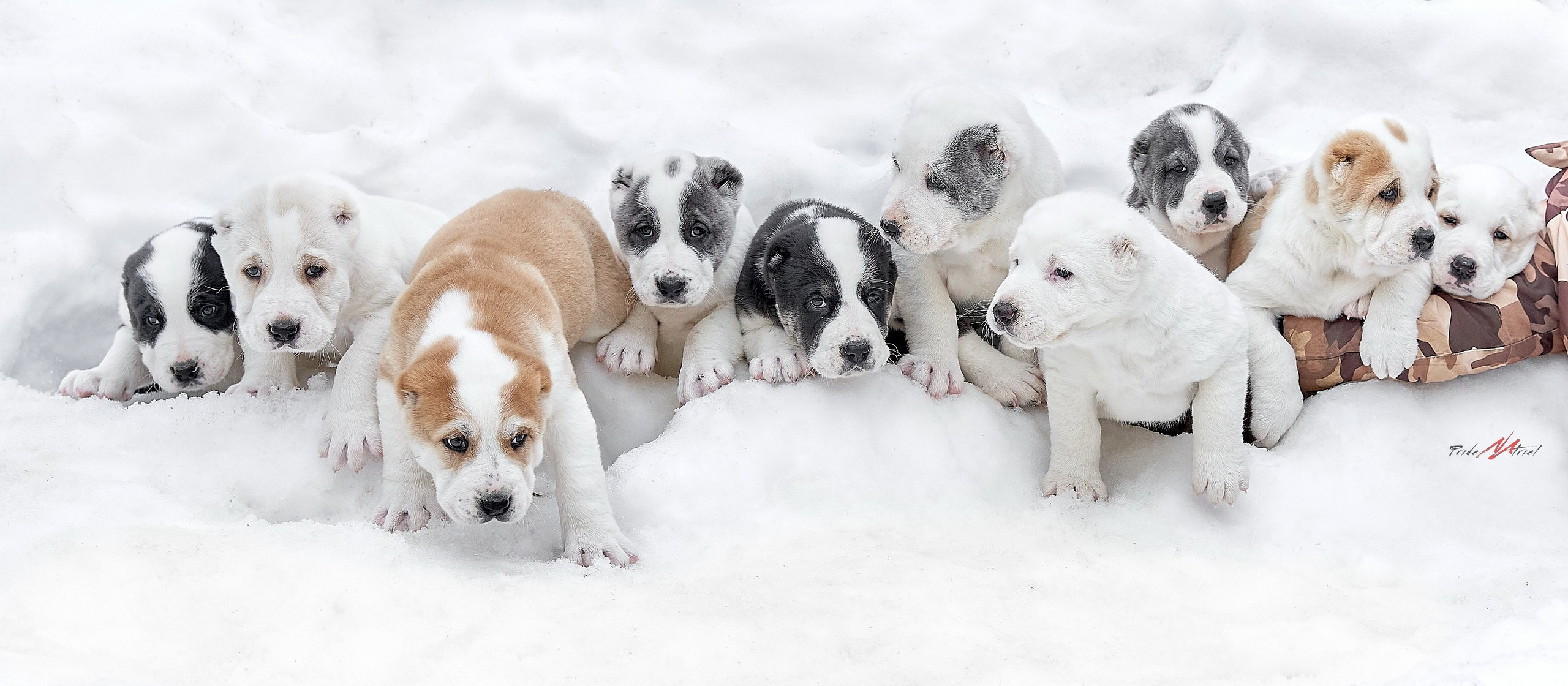 Щенки на прогулке — галерея NATRIEL