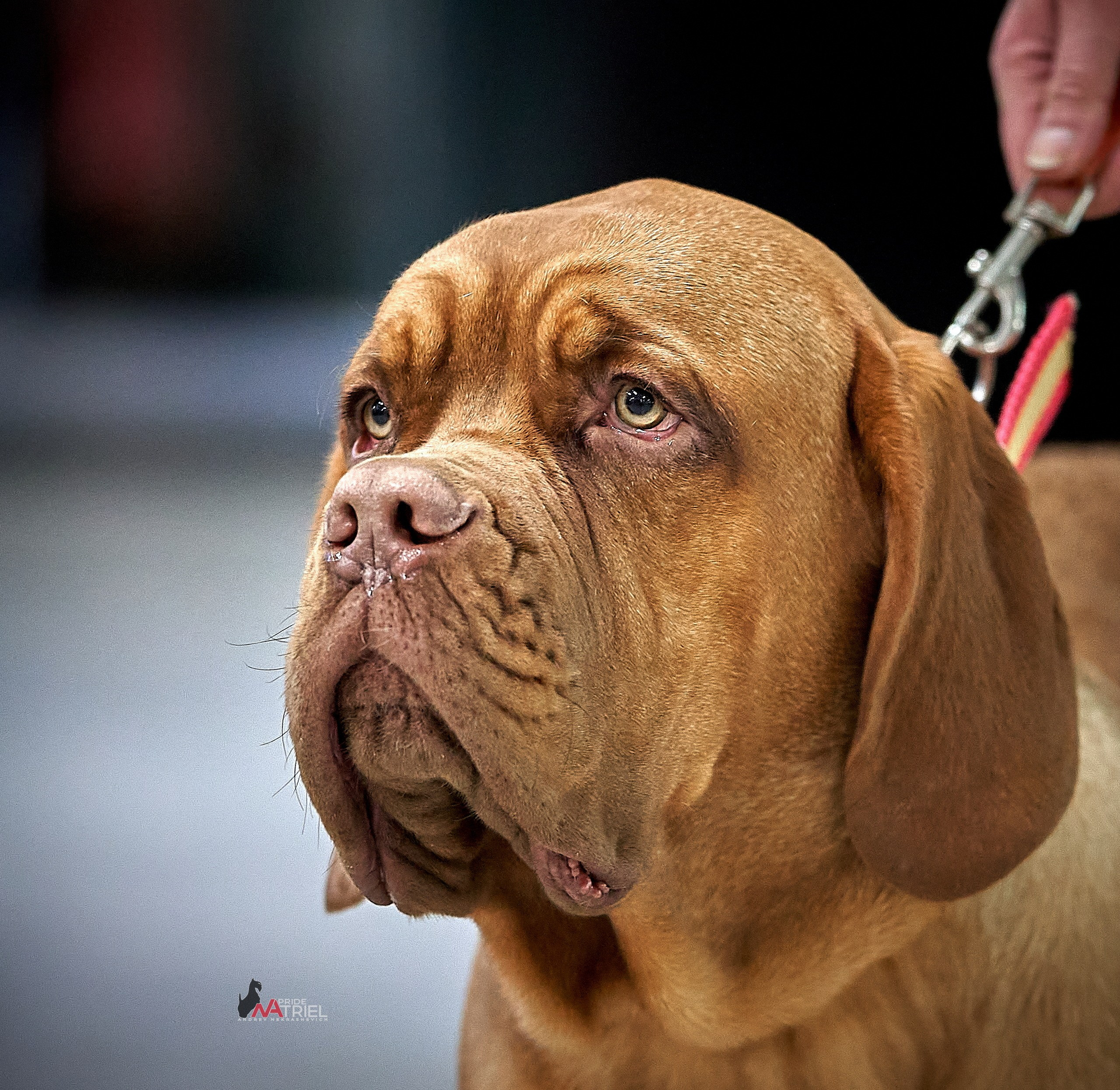 Портреты собак — галерея NATRIEL