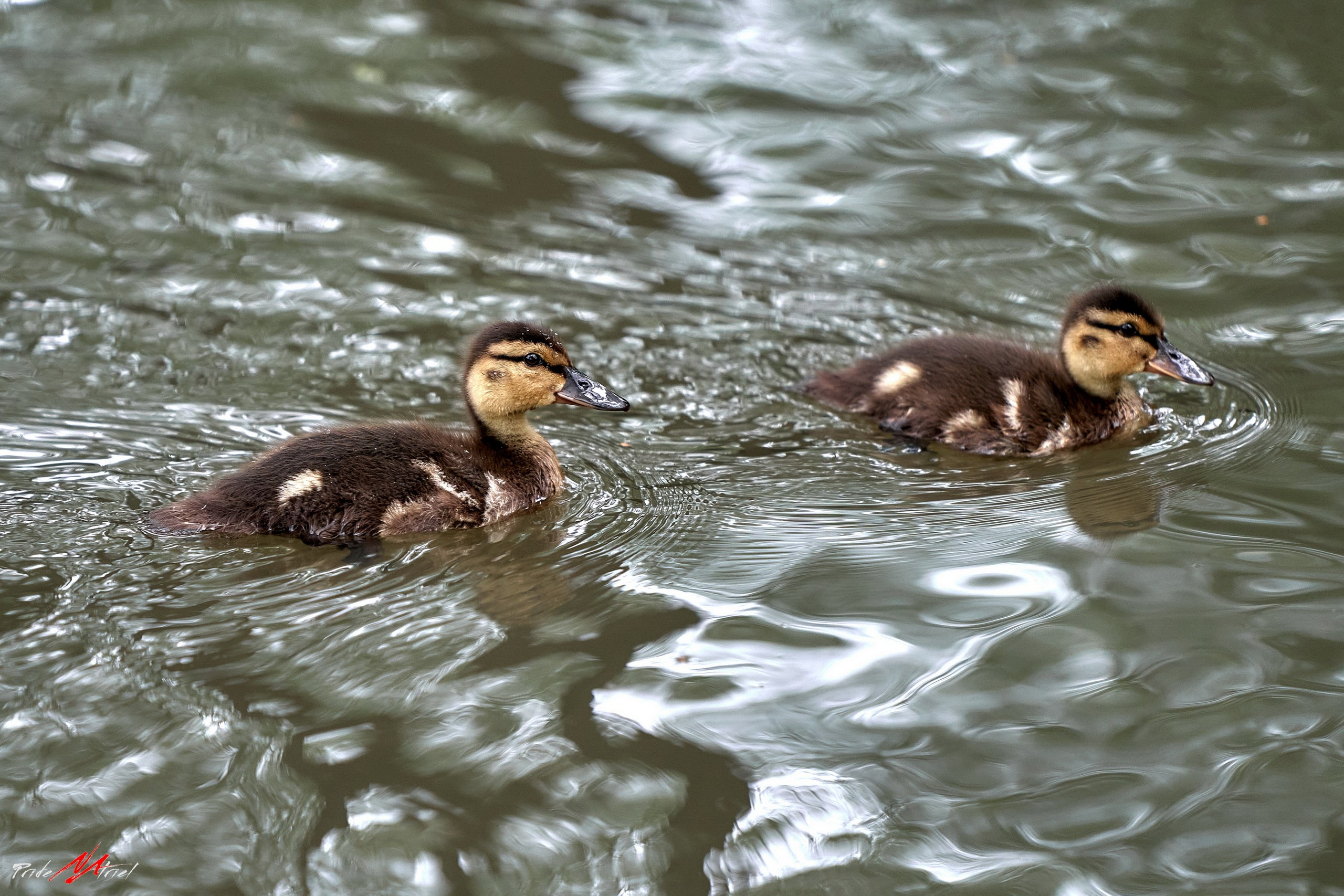 Фото птиц — галерея NATRIEL