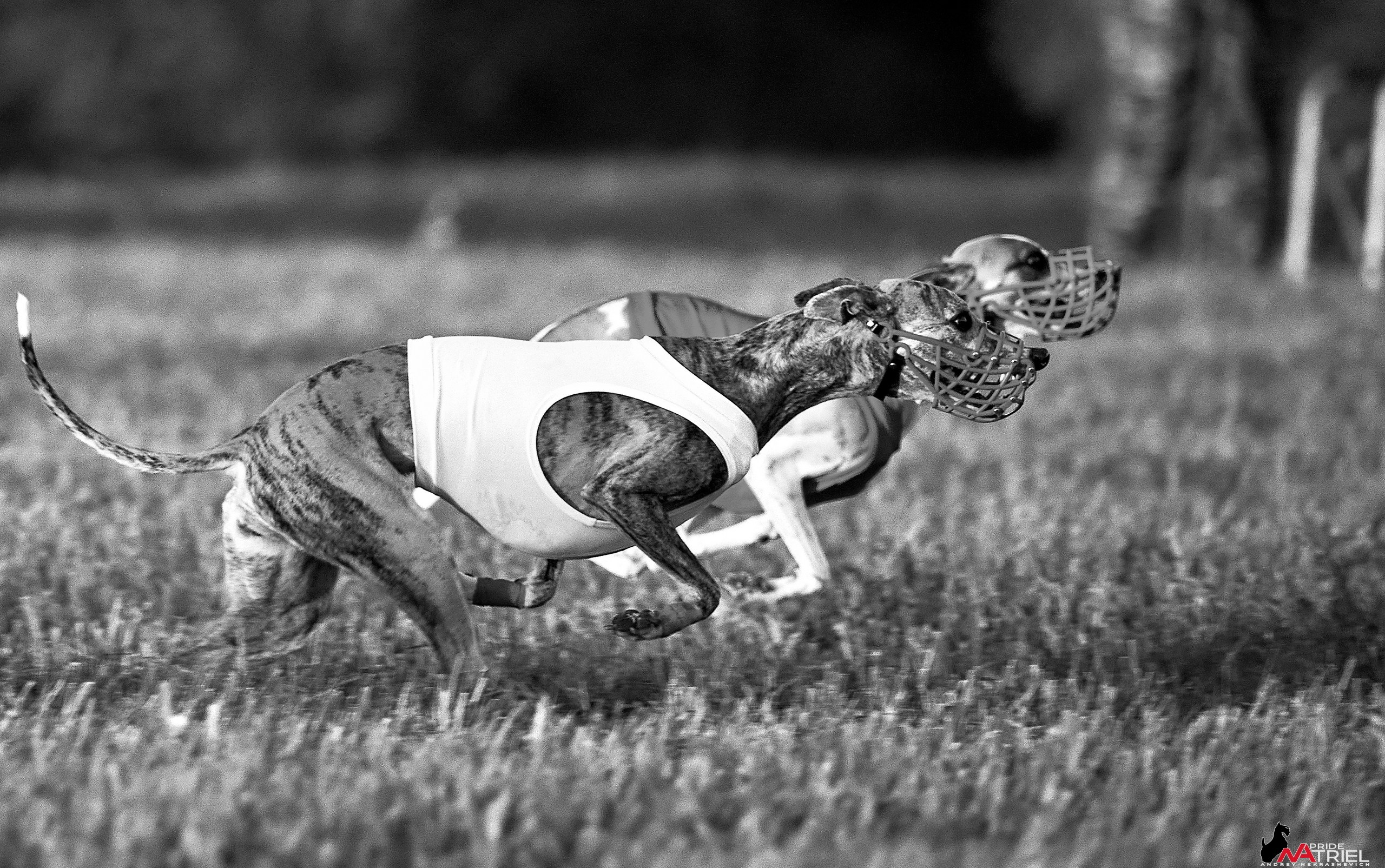 Съемка курсинг — галерея NATRIEL