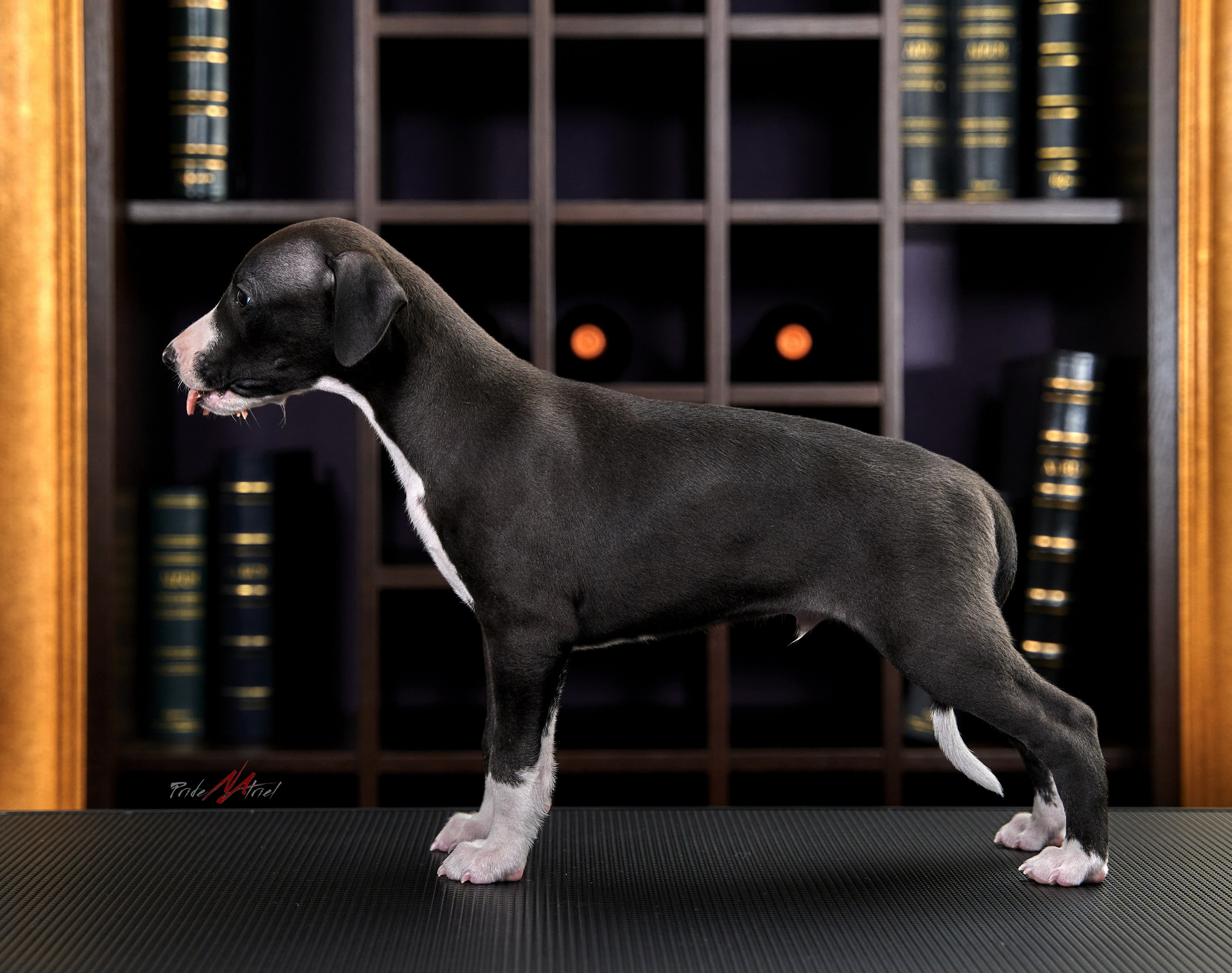 Щенки дома — галерея NATRIEL