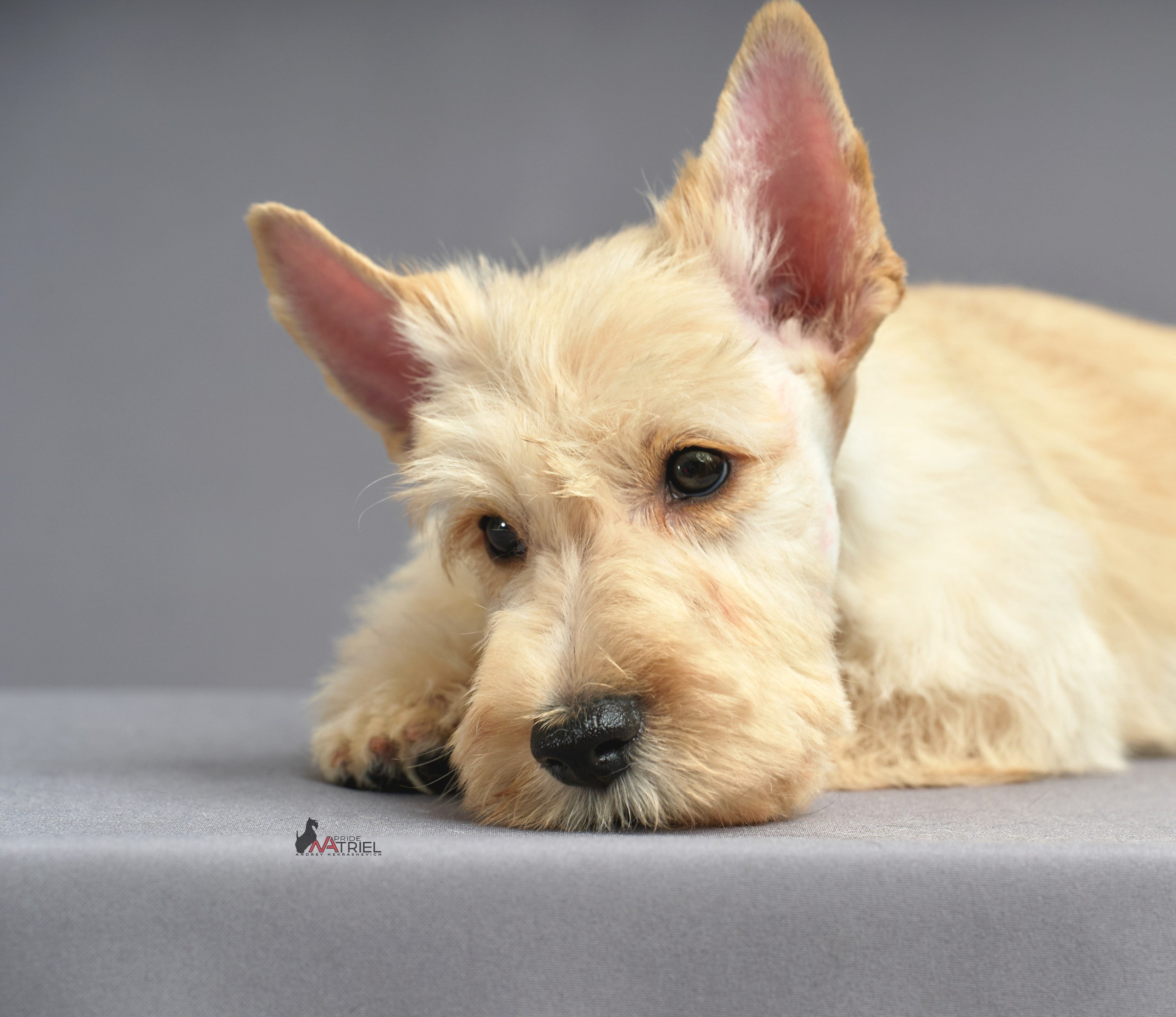 Съемка щенков скотч-терьеров