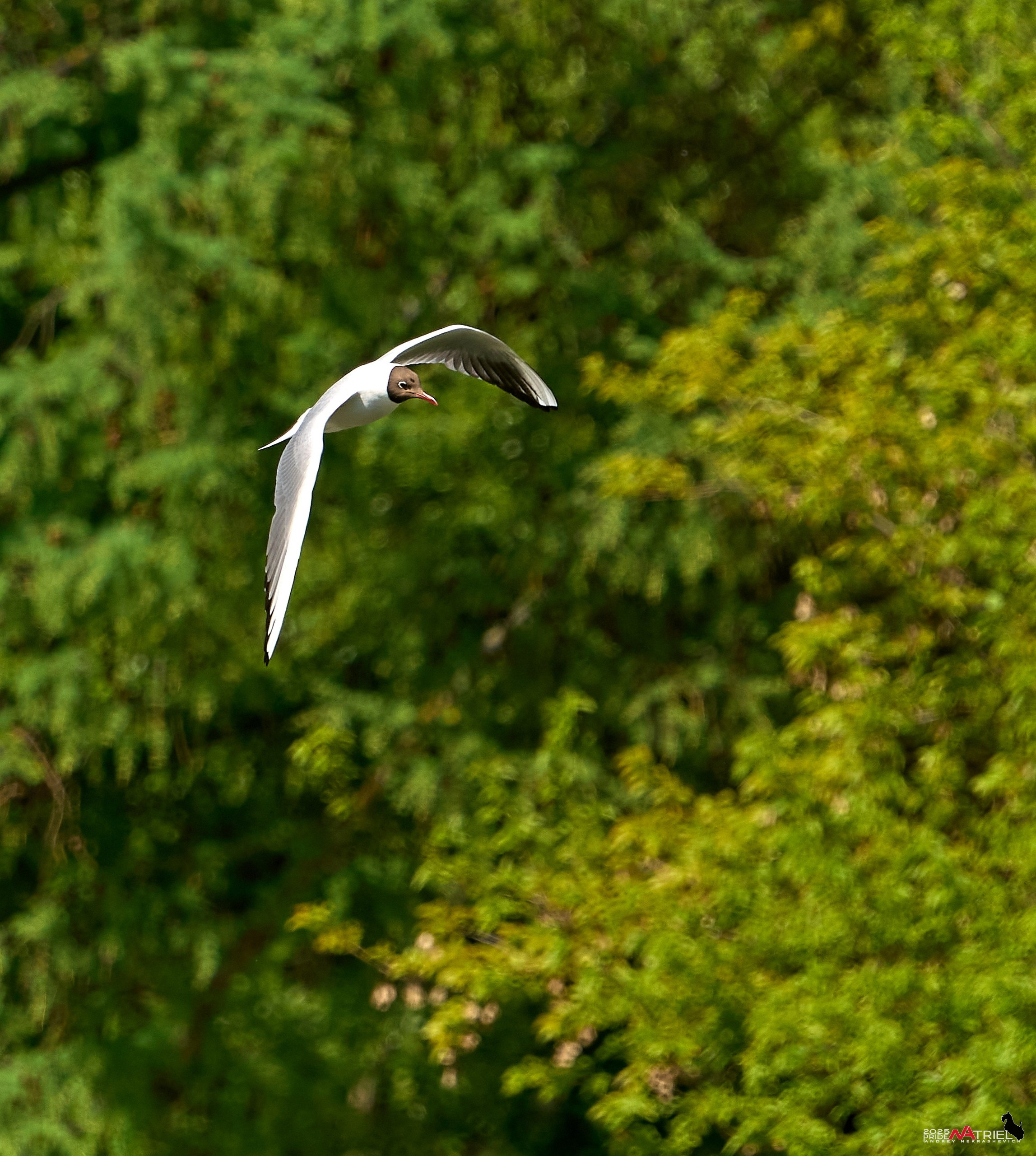 Птички и цветочки