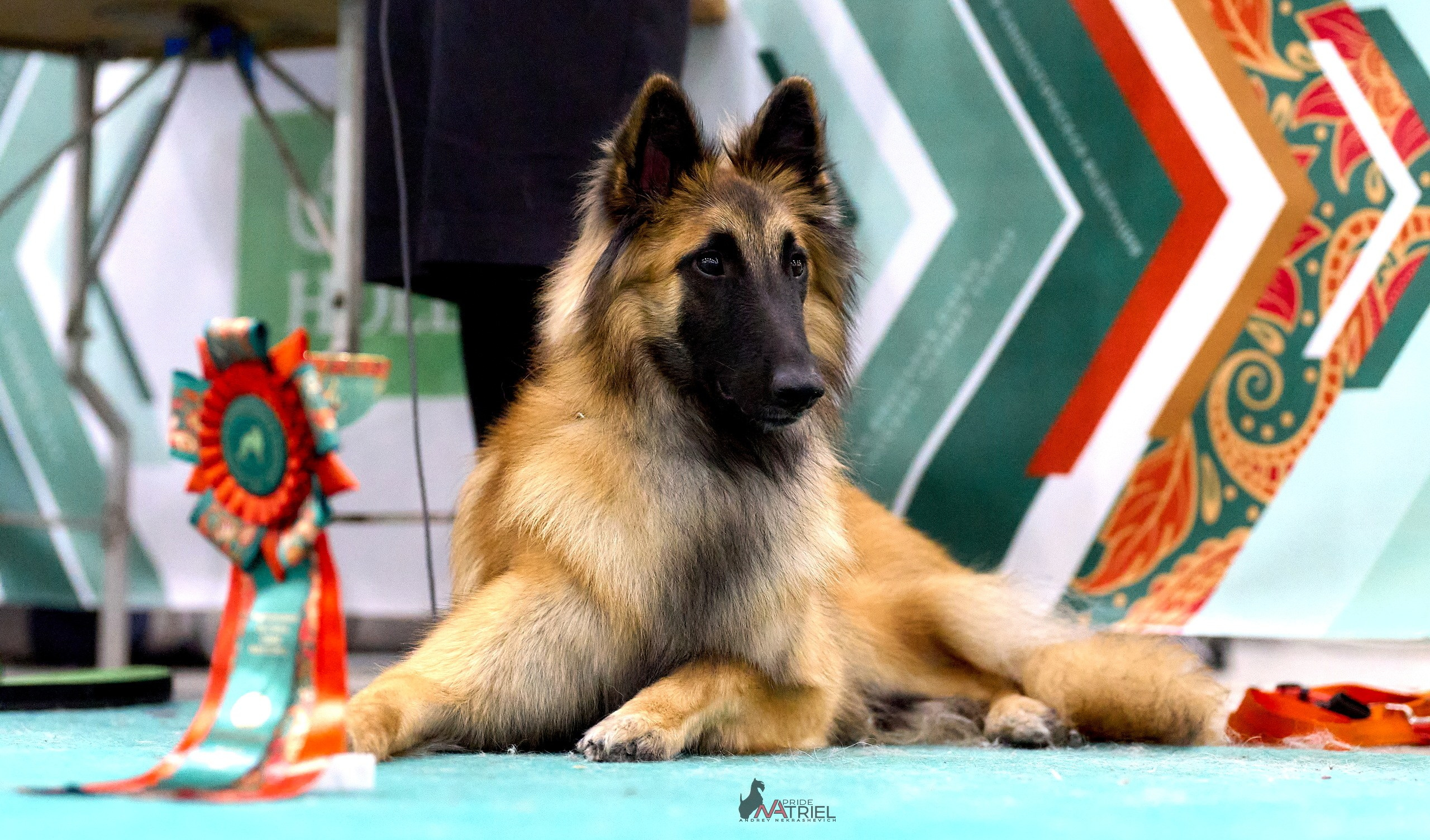 Призовые места — галерея NATRIEL