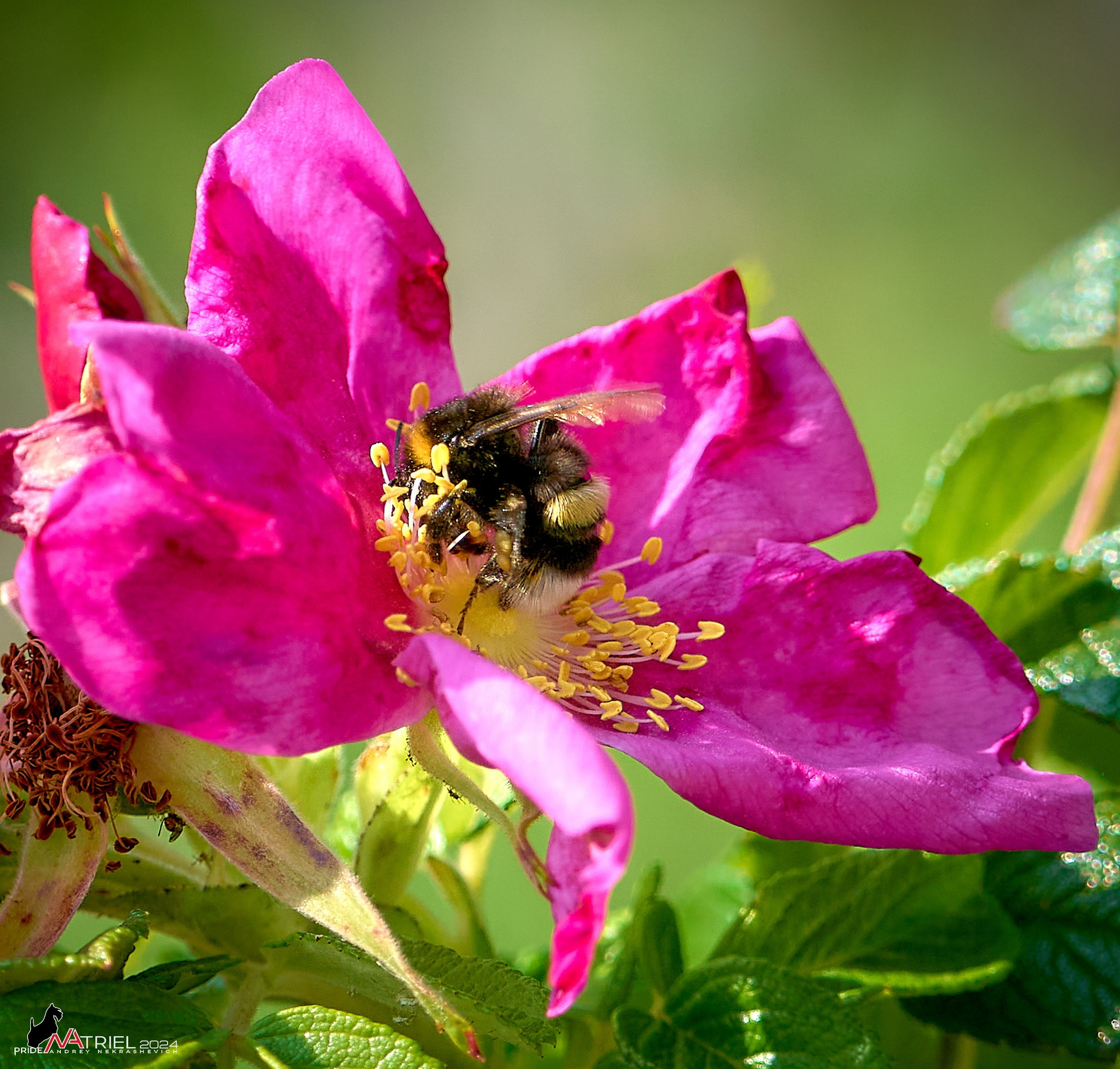 Съемка природы, макро