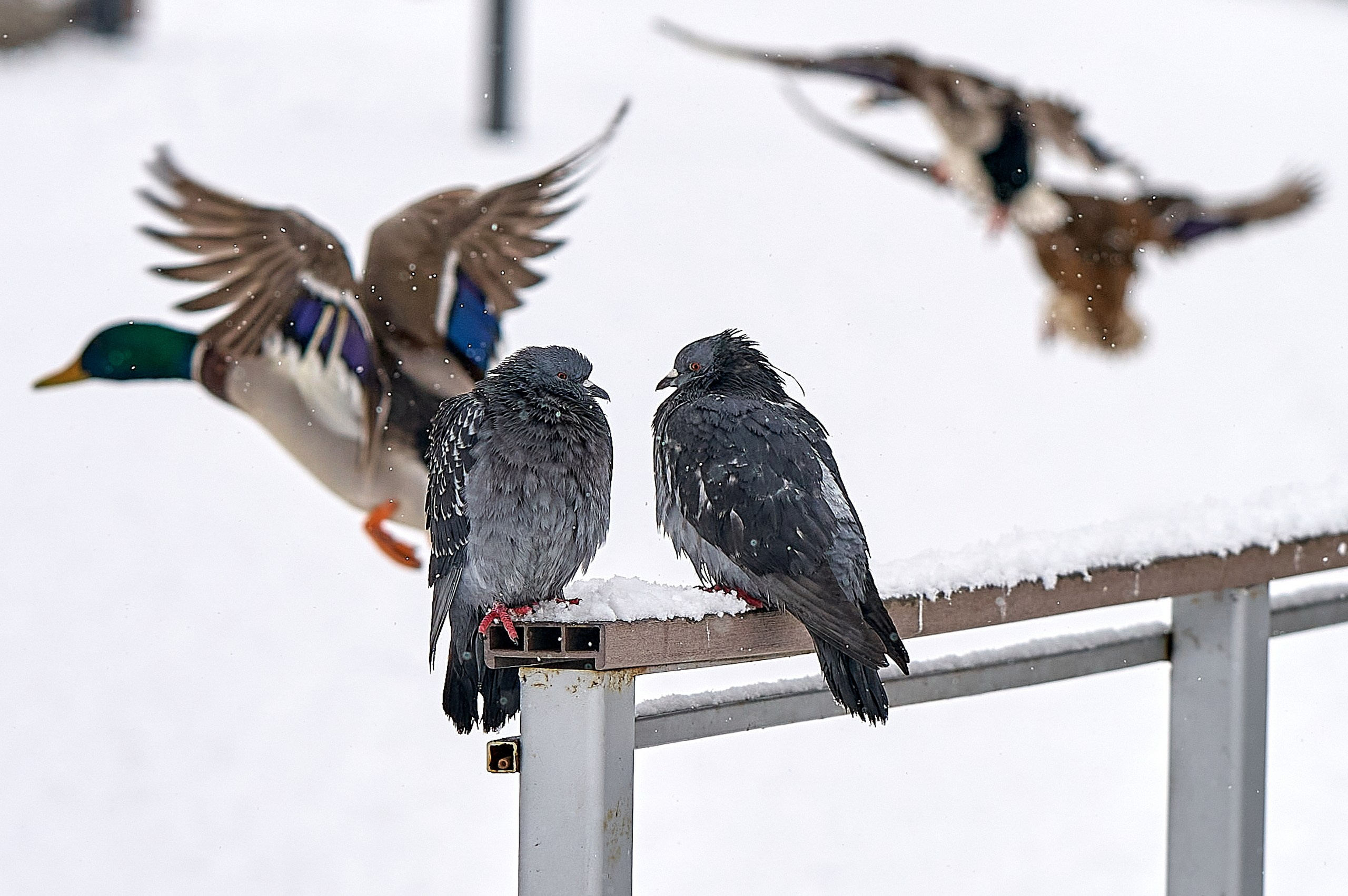 Фото птиц — галерея NATRIEL