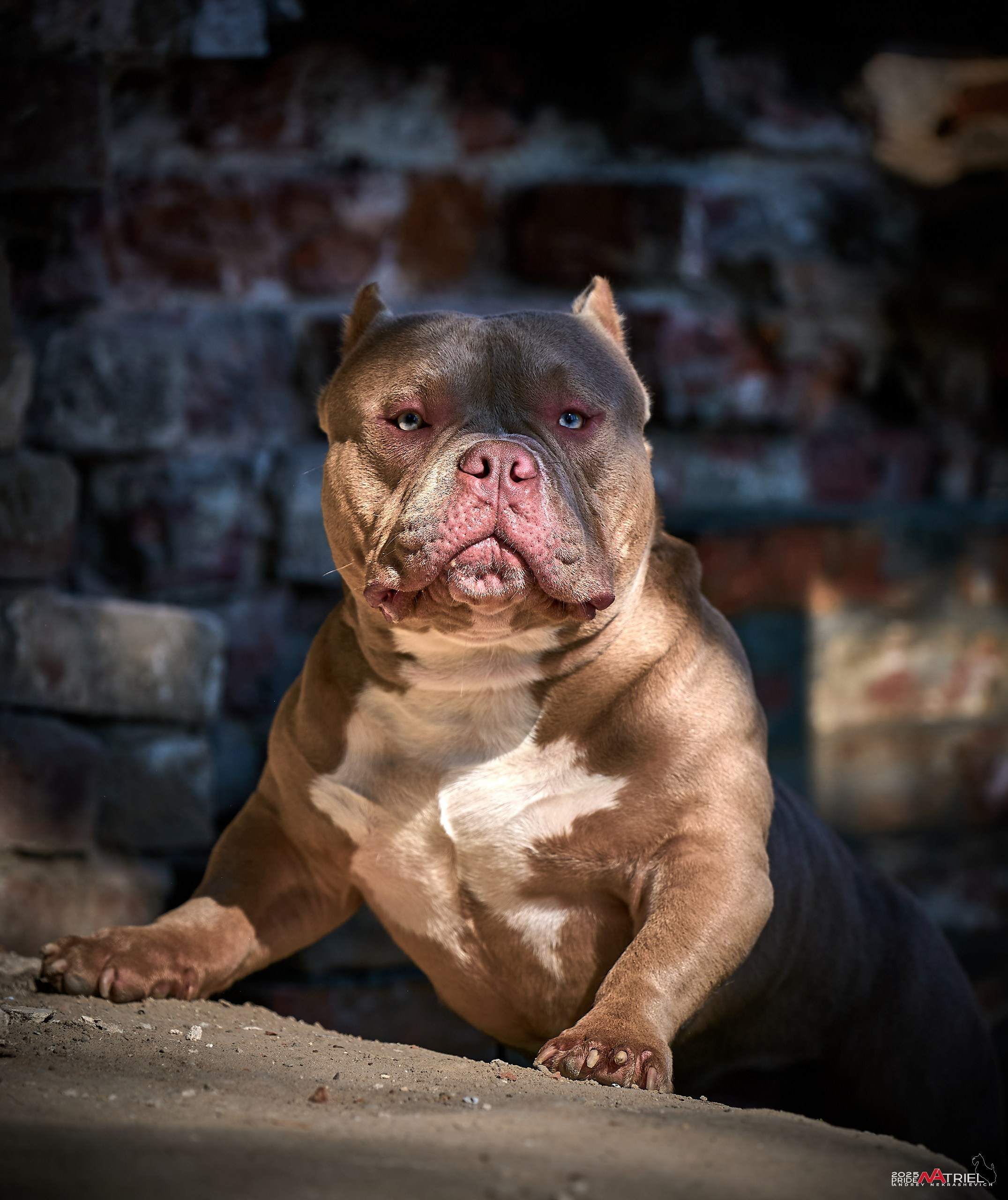 Съемка собак породы булли на природе