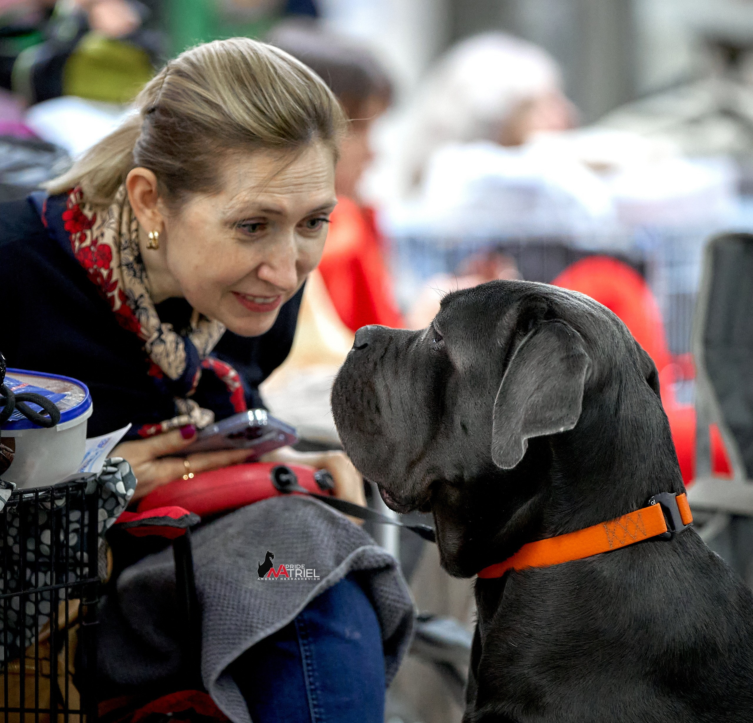 Собаки и Люди — галерея NATRIEL