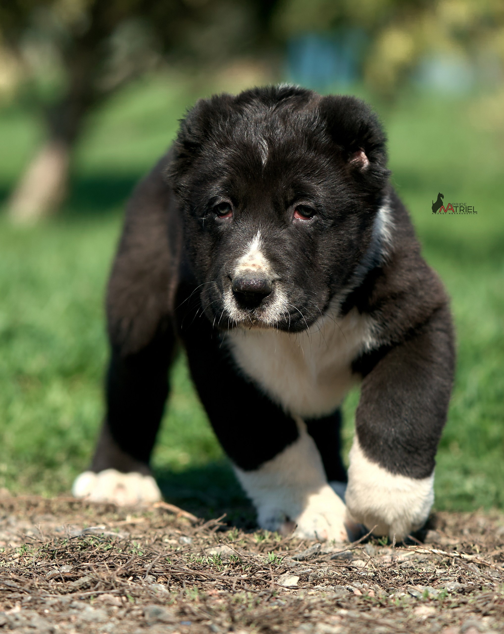 Среднеазиаты — щенки и взрослые