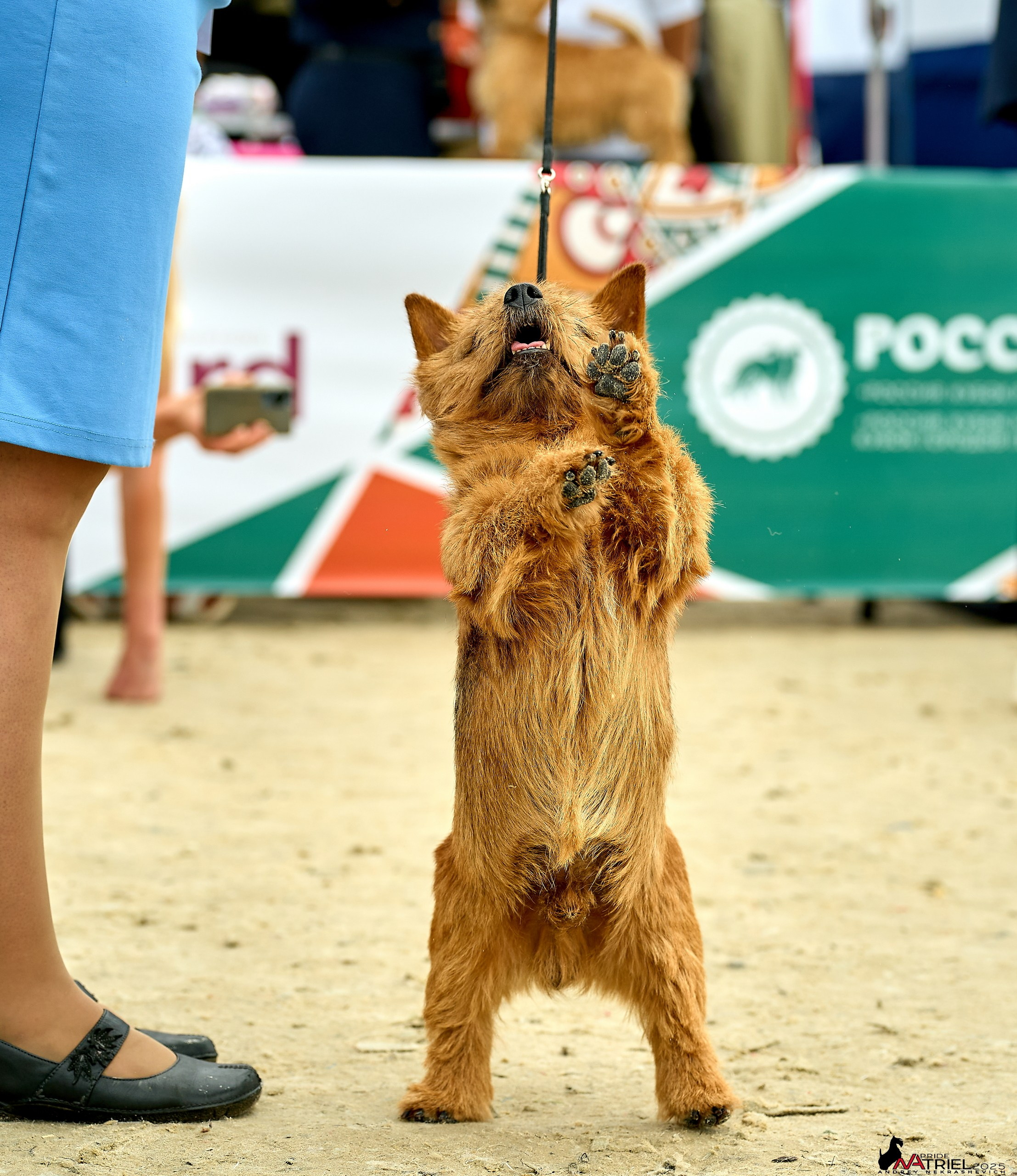 Выставка собак РОССИЯ — 2025