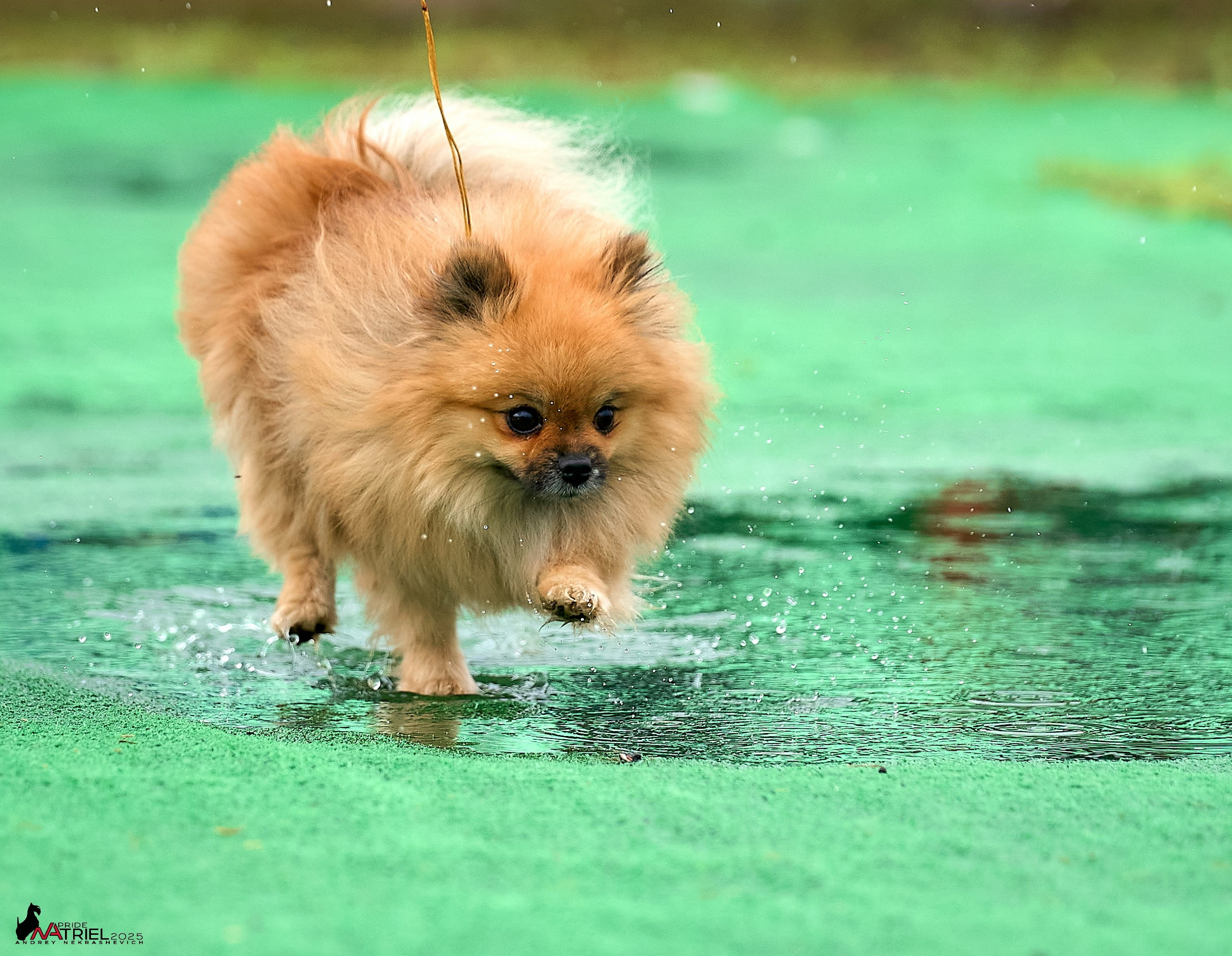 Репортаж с выставки собак