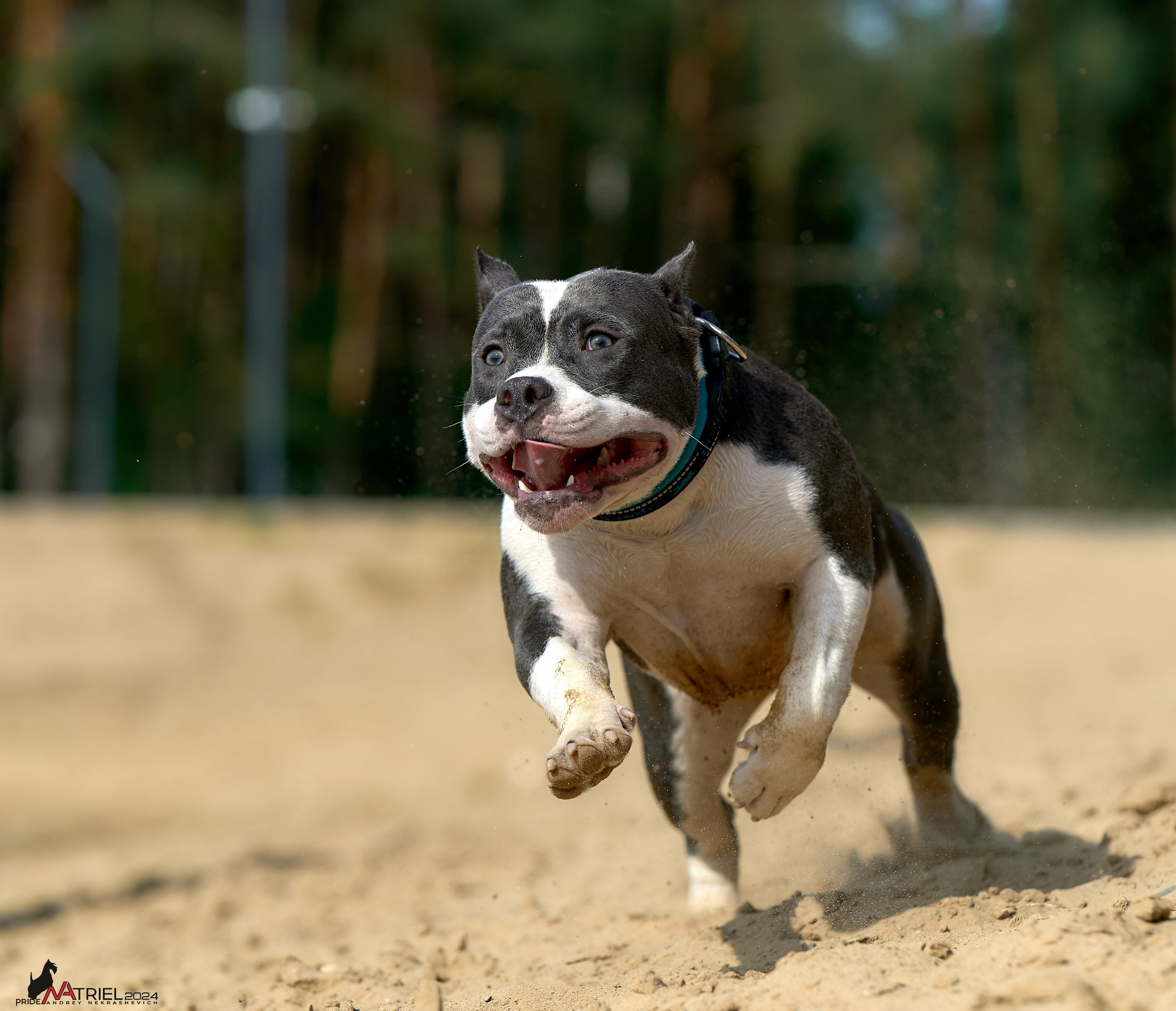 Фотопрогулка с булли