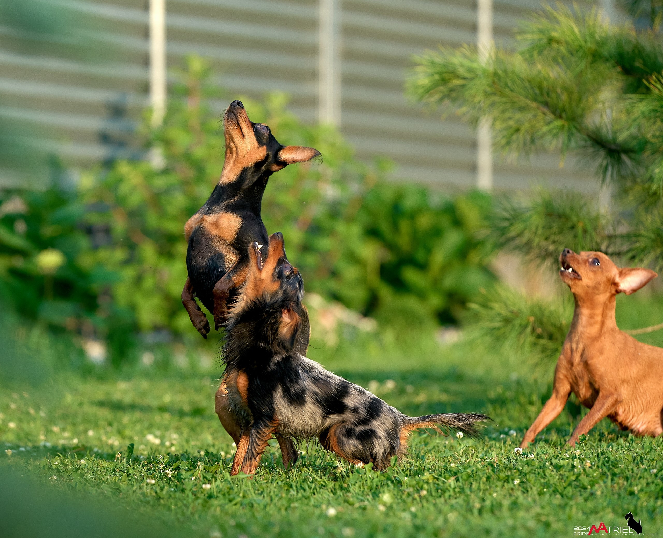 Фотопрогулка с крысариками