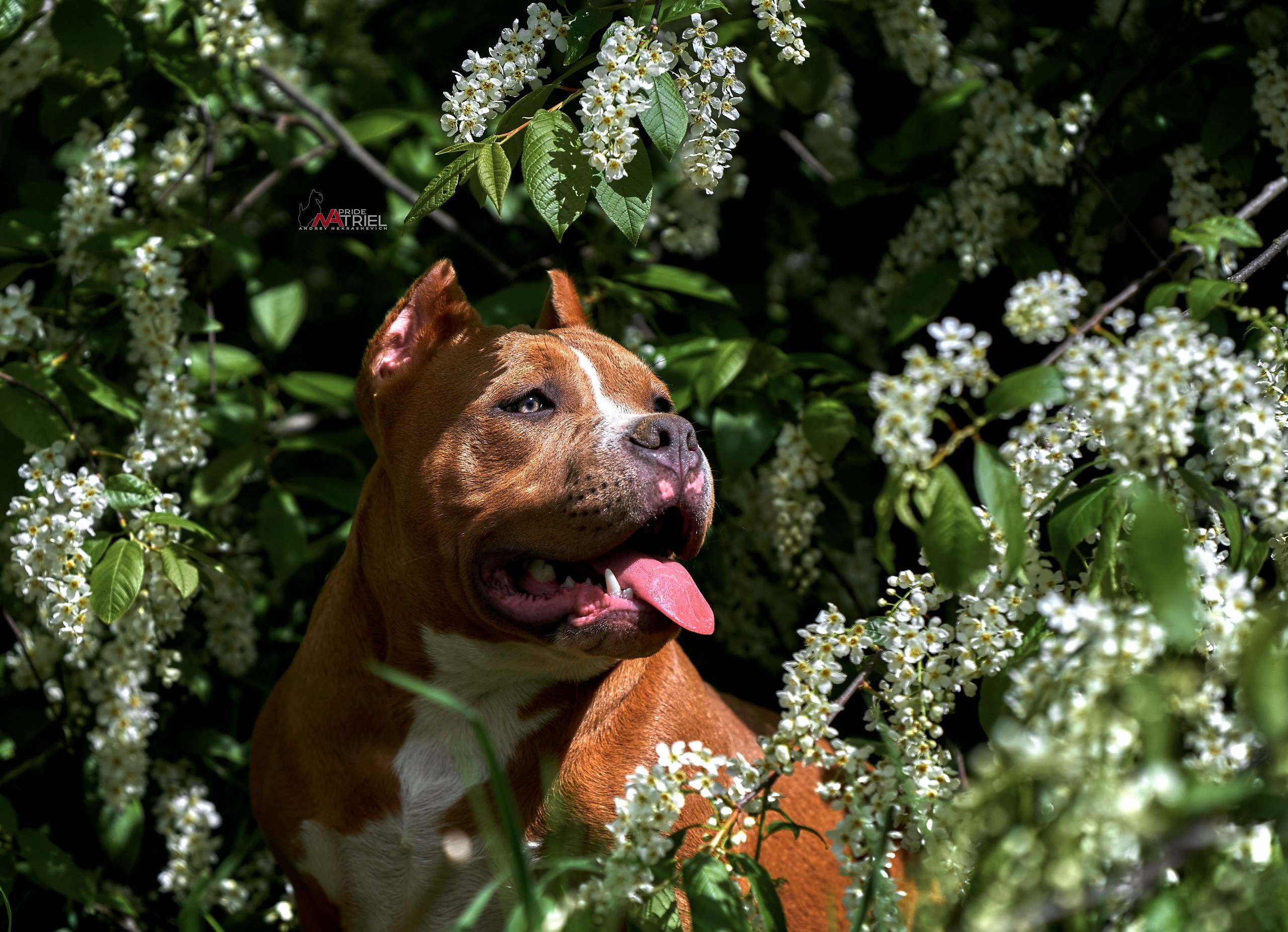 Портреты собак — галерея NATRIEL