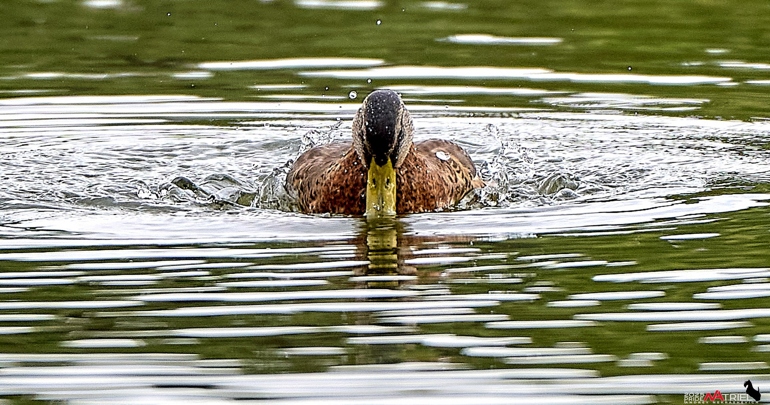 Утки на пруду