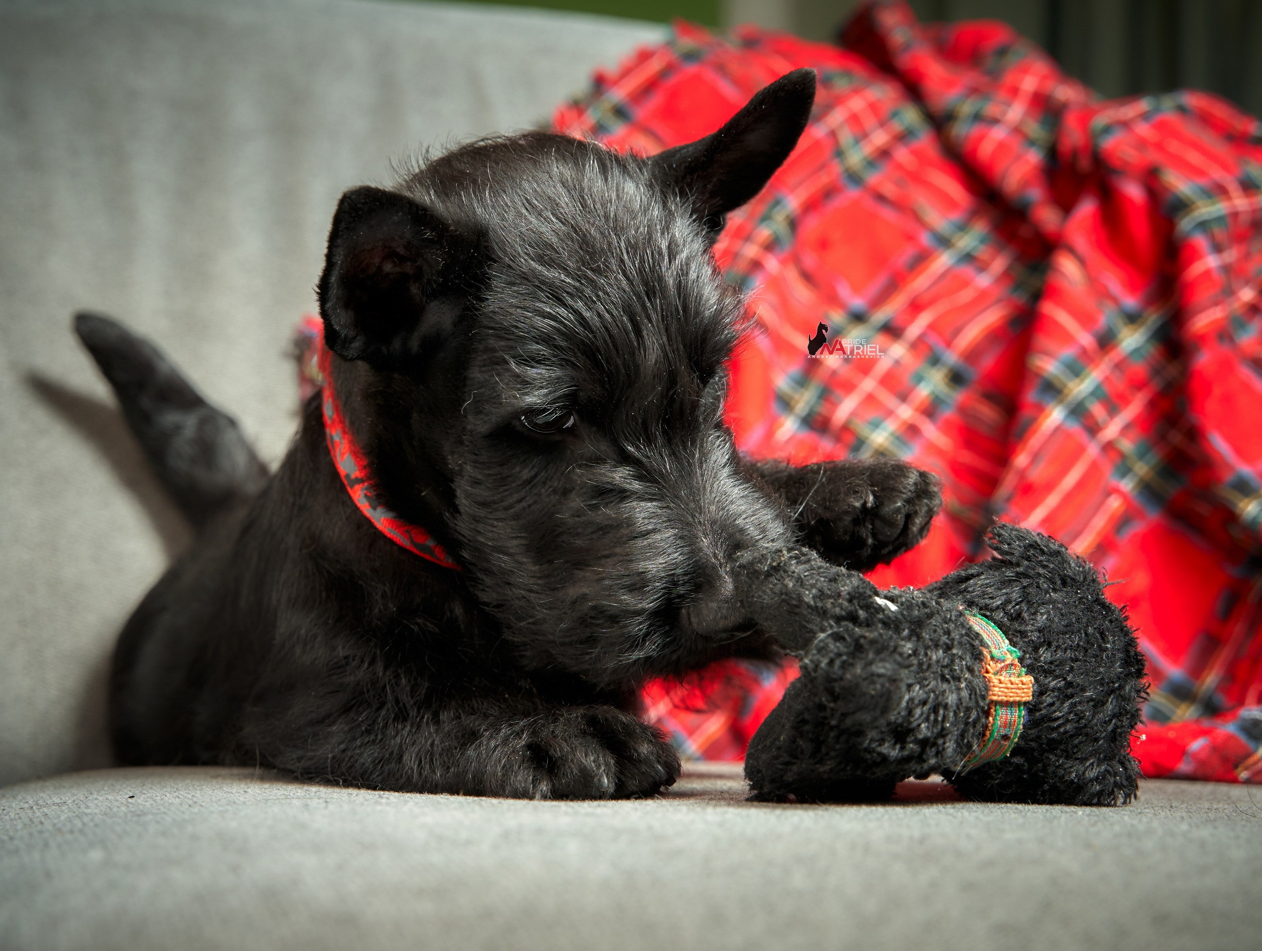 Щенки дома — галерея NATRIEL