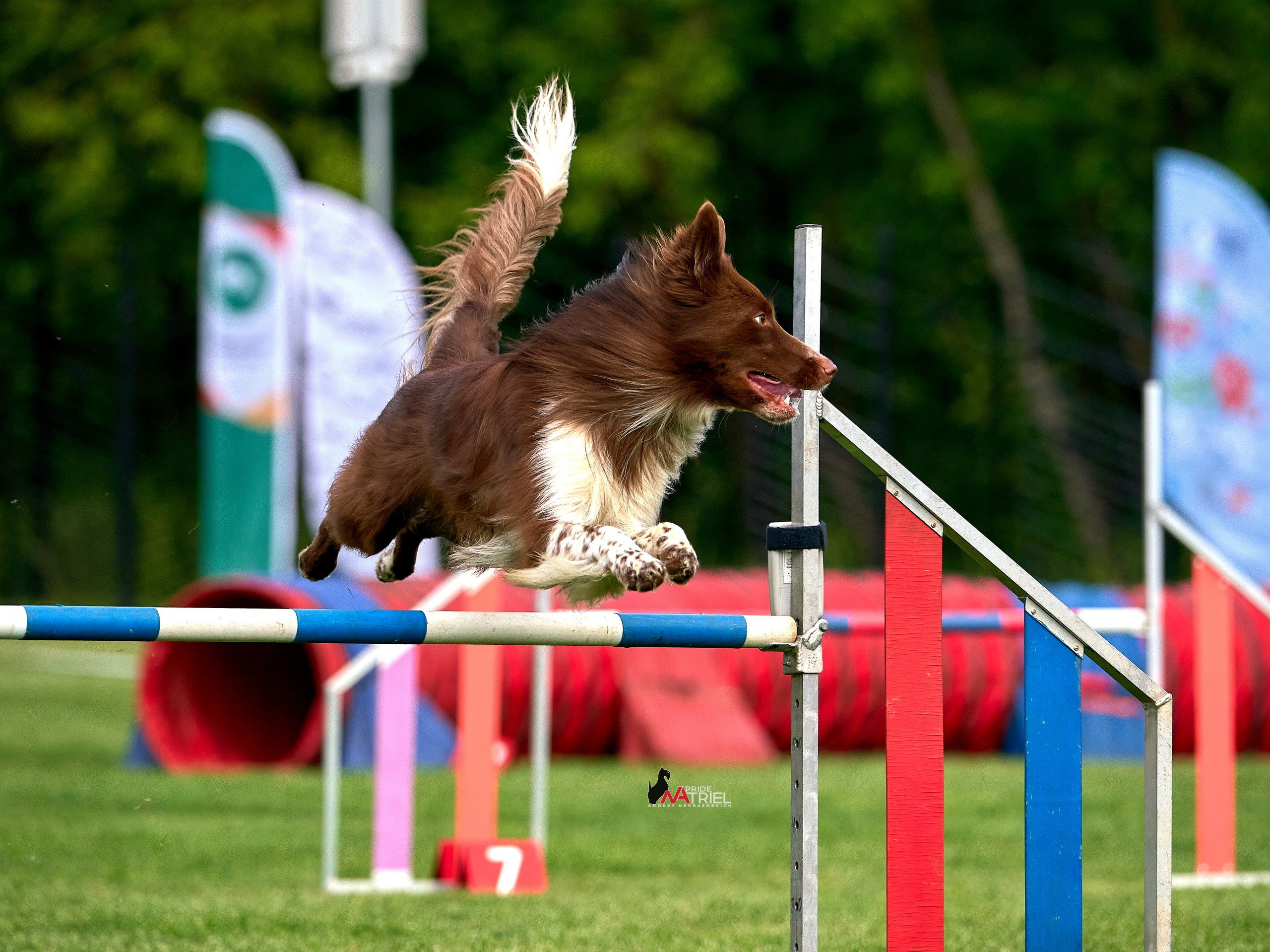 Аджилити — галерея NATRIEL