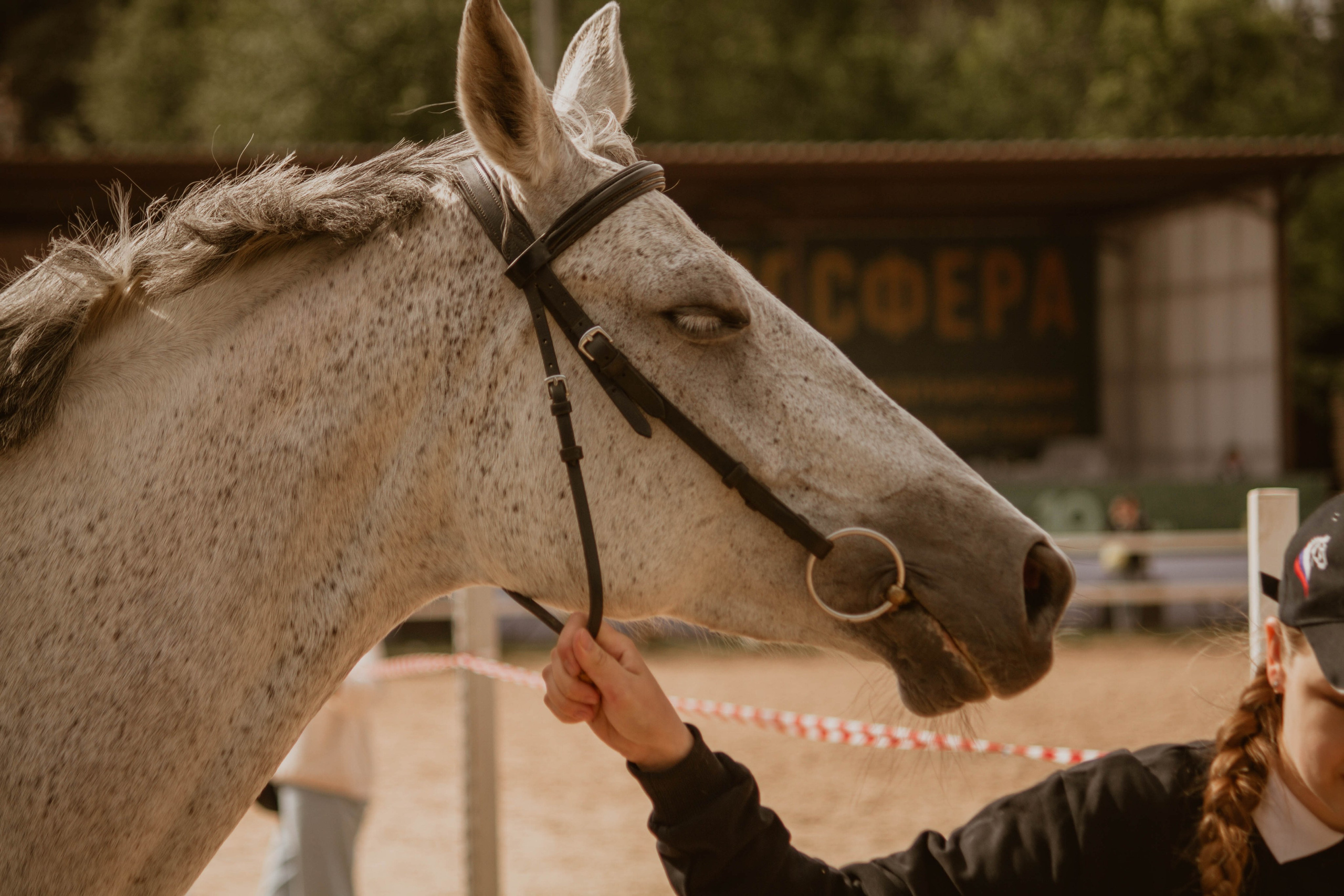ИППОСФЕРА — Международная конная выставка. Создадим шедевр? Виталина и её фотоискусство