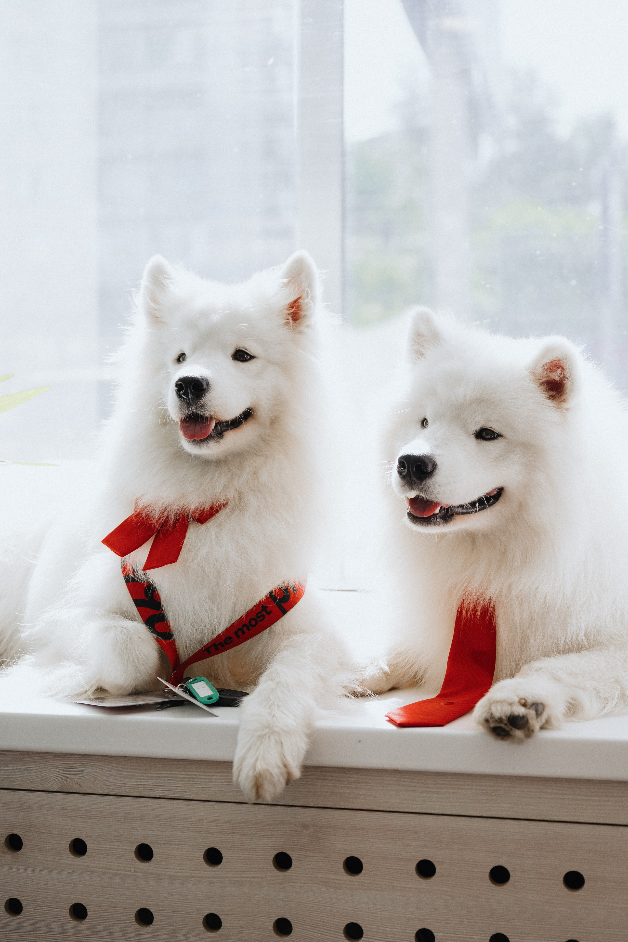 Фотосессия с самоедами