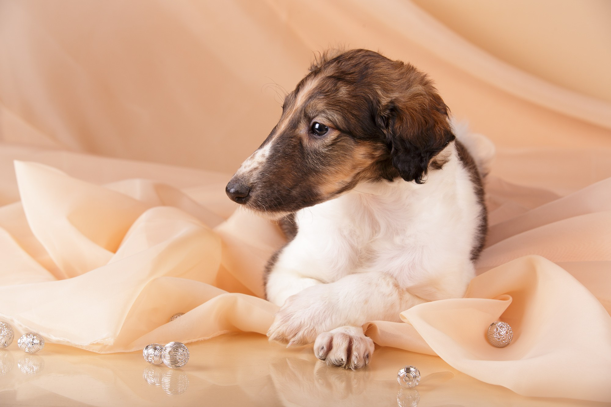 Фотосъёмки щенков. Фотограф-анималист Natalia Deingel | Фотосъемка собак в Москве