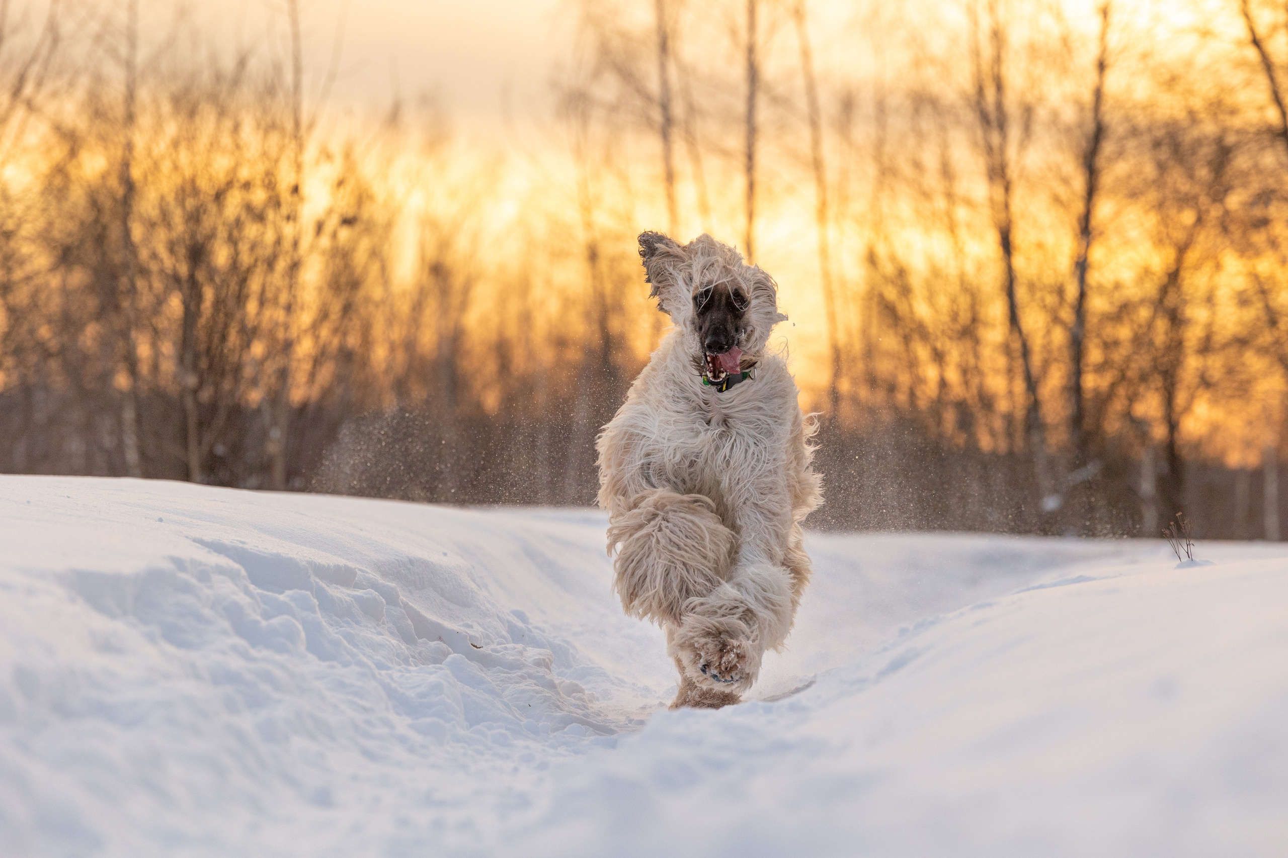 Игры афганов в снегу. Фотограф-анималист Natalia Deingel | Фотосъемка собак в Москве