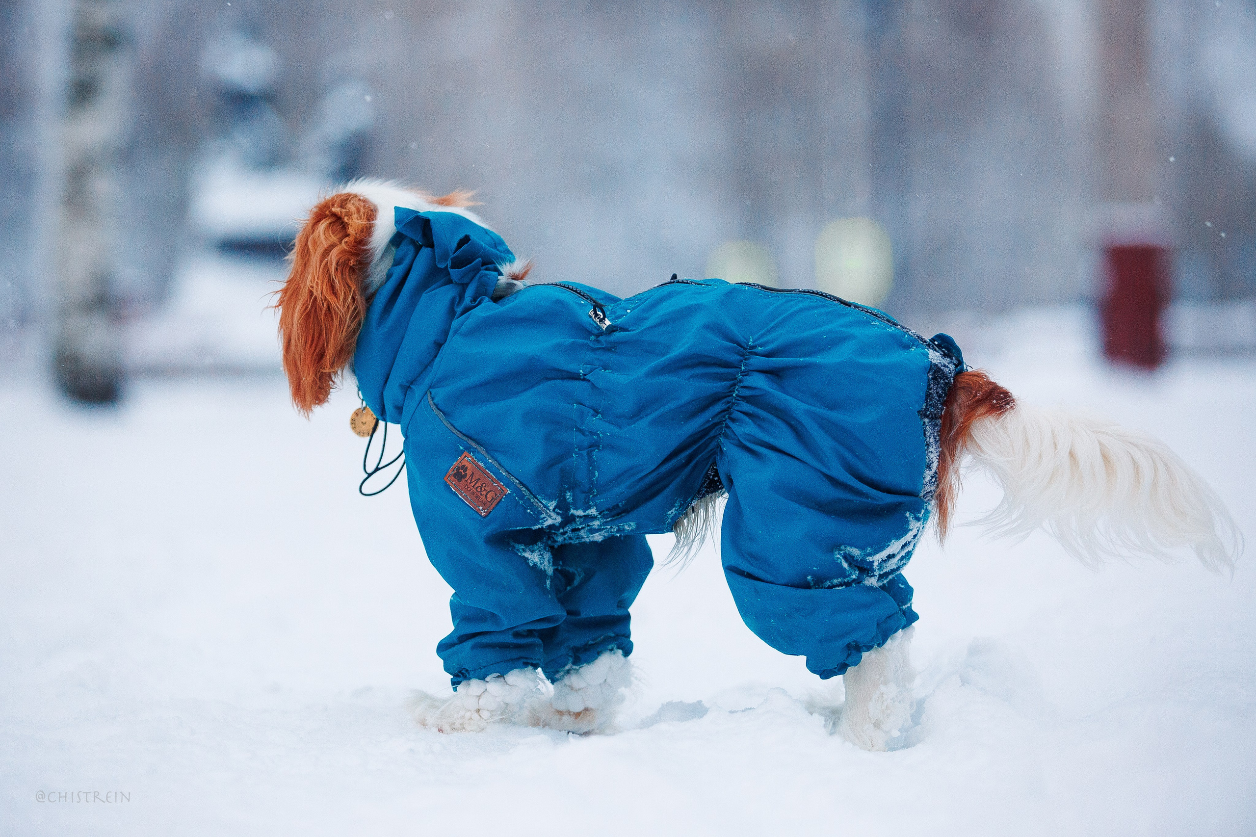 Внезапно апрельская зима. Фотограф-анималист Наталия Чистюхина в г. Сосновый Бор и ЛО