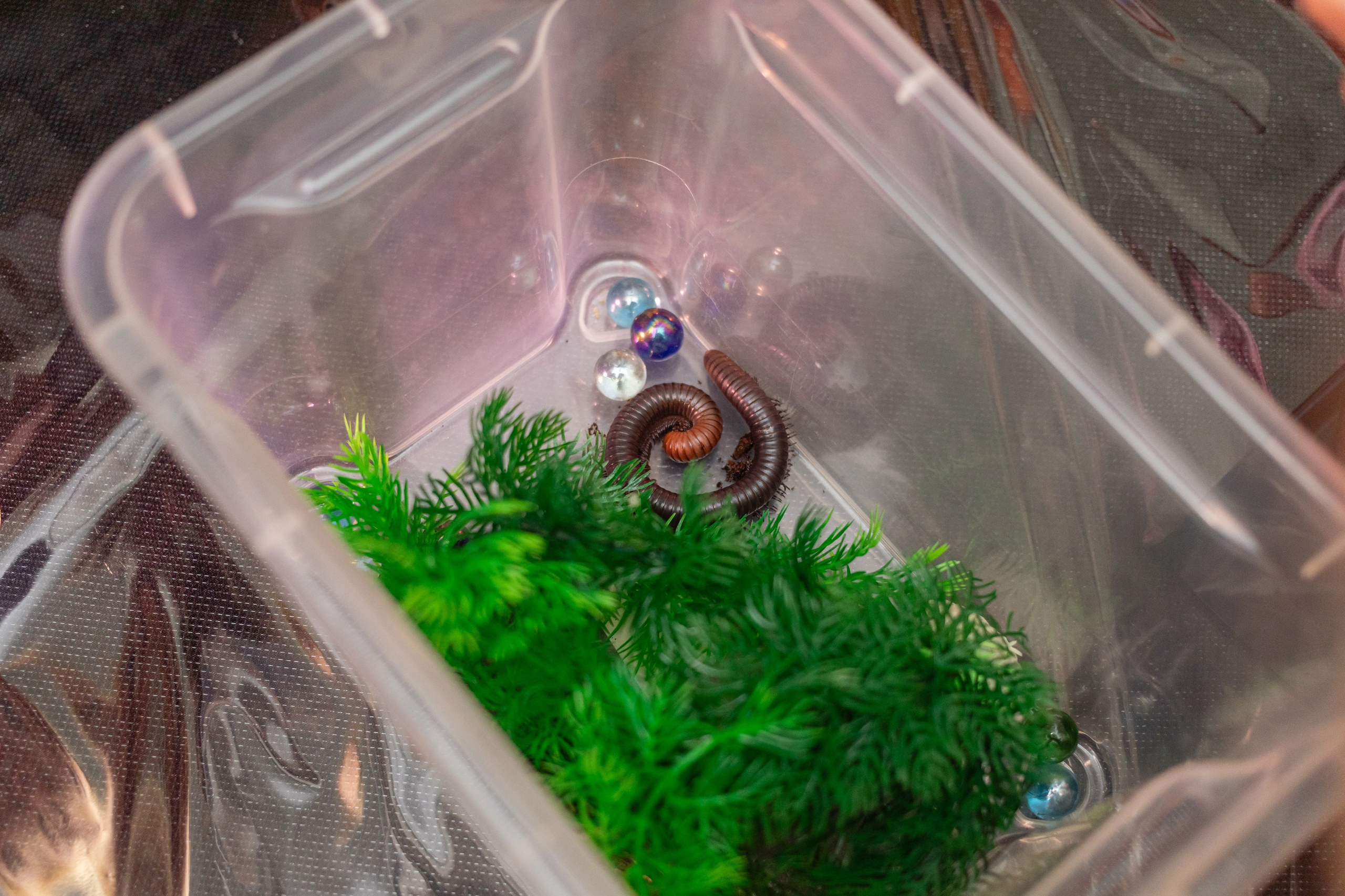 День Рождения Арсения. Фотограф Алина Гашникова