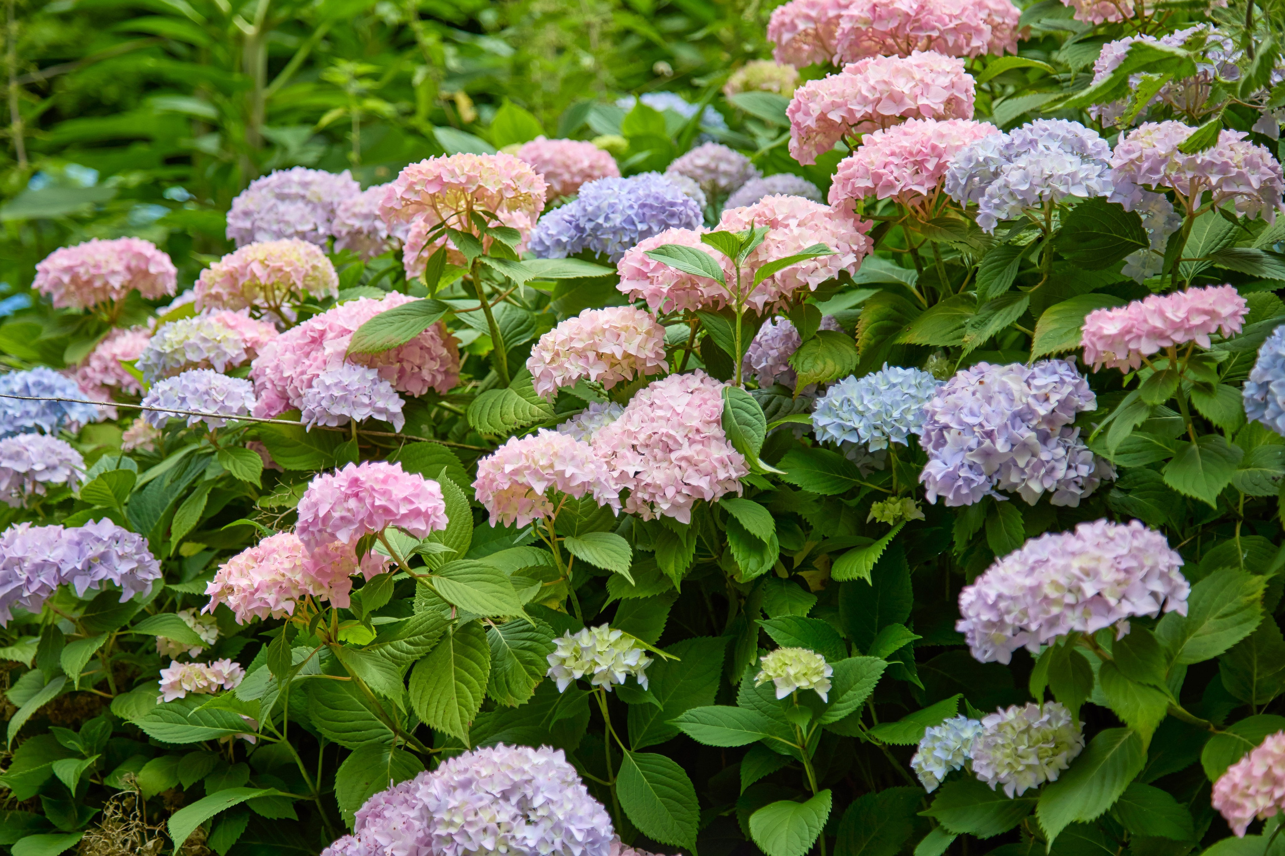 Пртретная фотосъемка в абхазии. Фотограф Абхазия