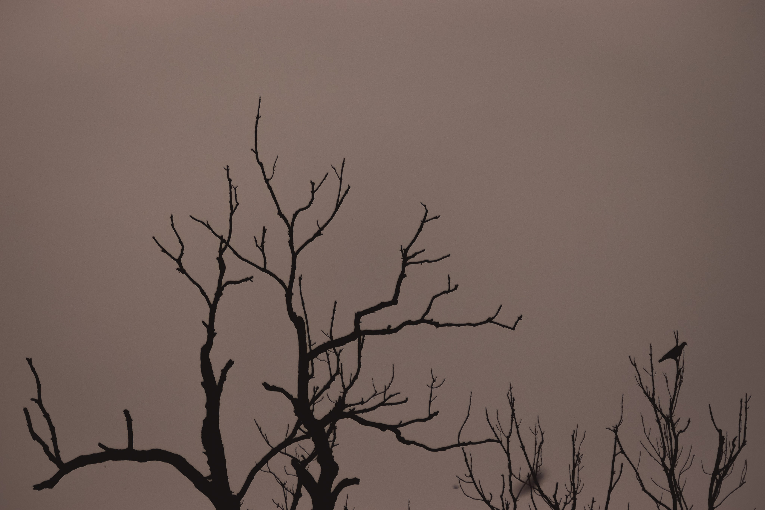 С Е П И Я. — Digital Noise —