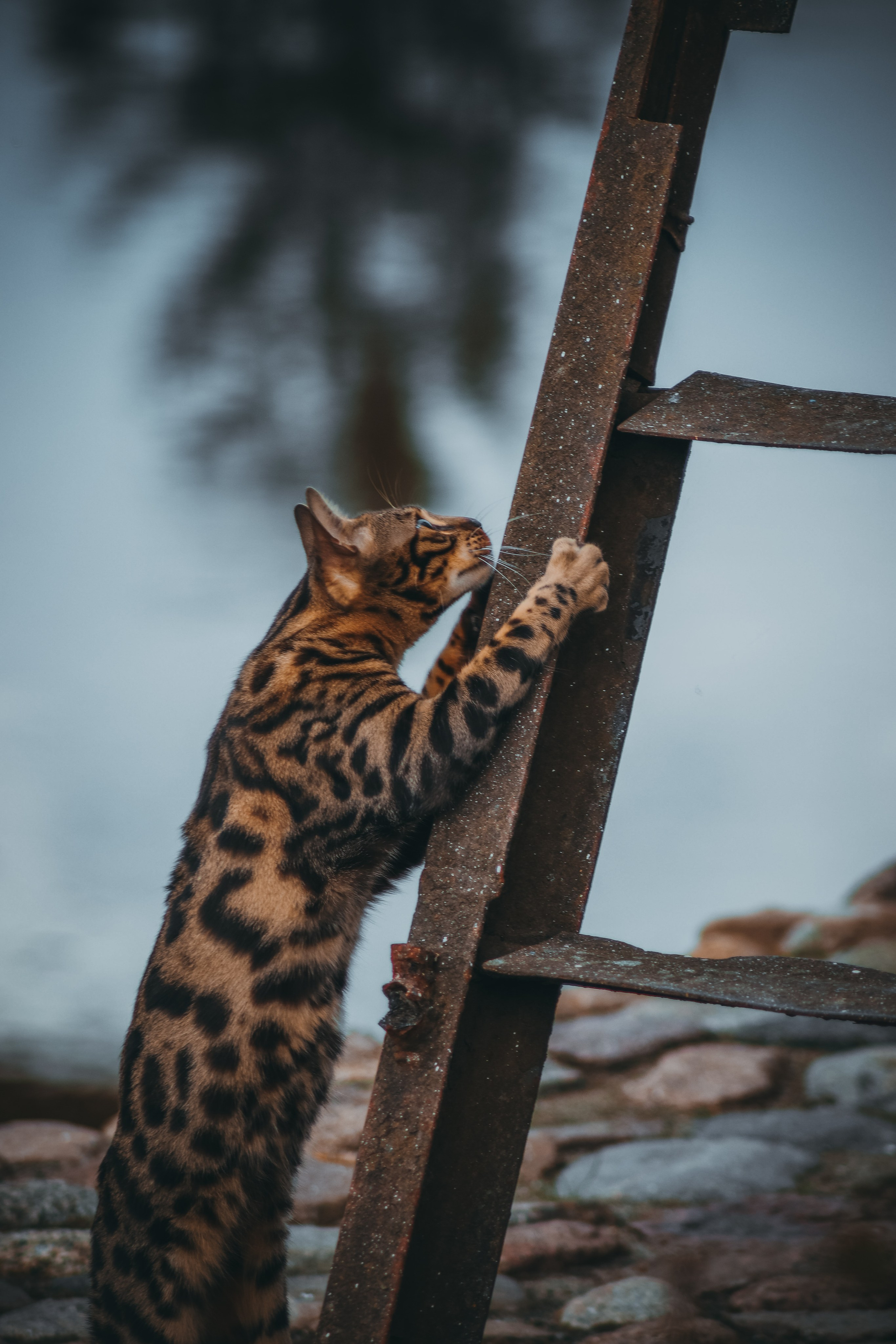 Р А З Н Ы Е — К О Т Ы. — Digital Noise —