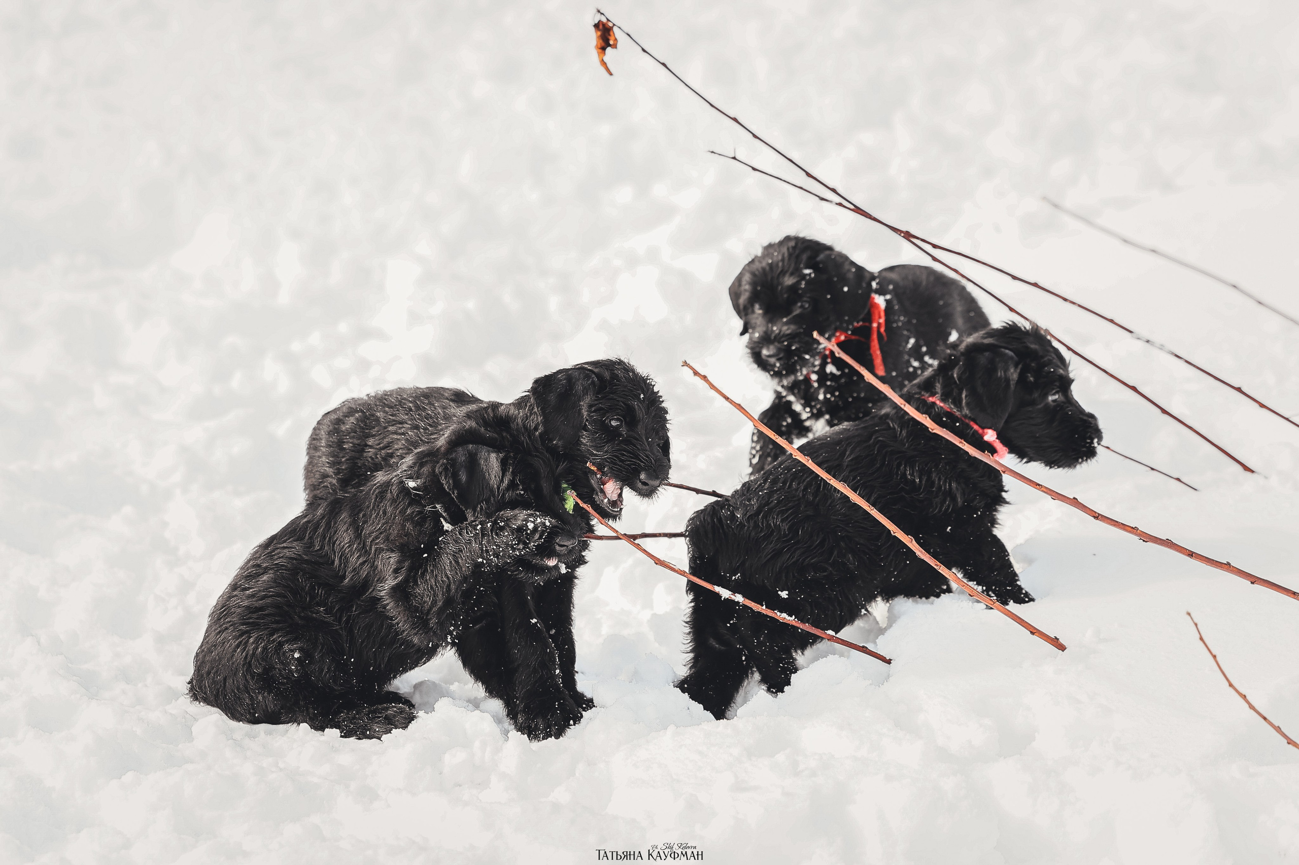 Ризеншнауцер, щенки ризеншнауцера, купить ризеншнауцера, купить щенка, ризеншнауцер Новосибирск, фотосъемка щенков, фотосессия собак, заказать фотосессию, фотографии щенков, сфотографировать щенка, фотограф Анималист, фотограф собак Новосибирск, фотограф анималист Новосибирск