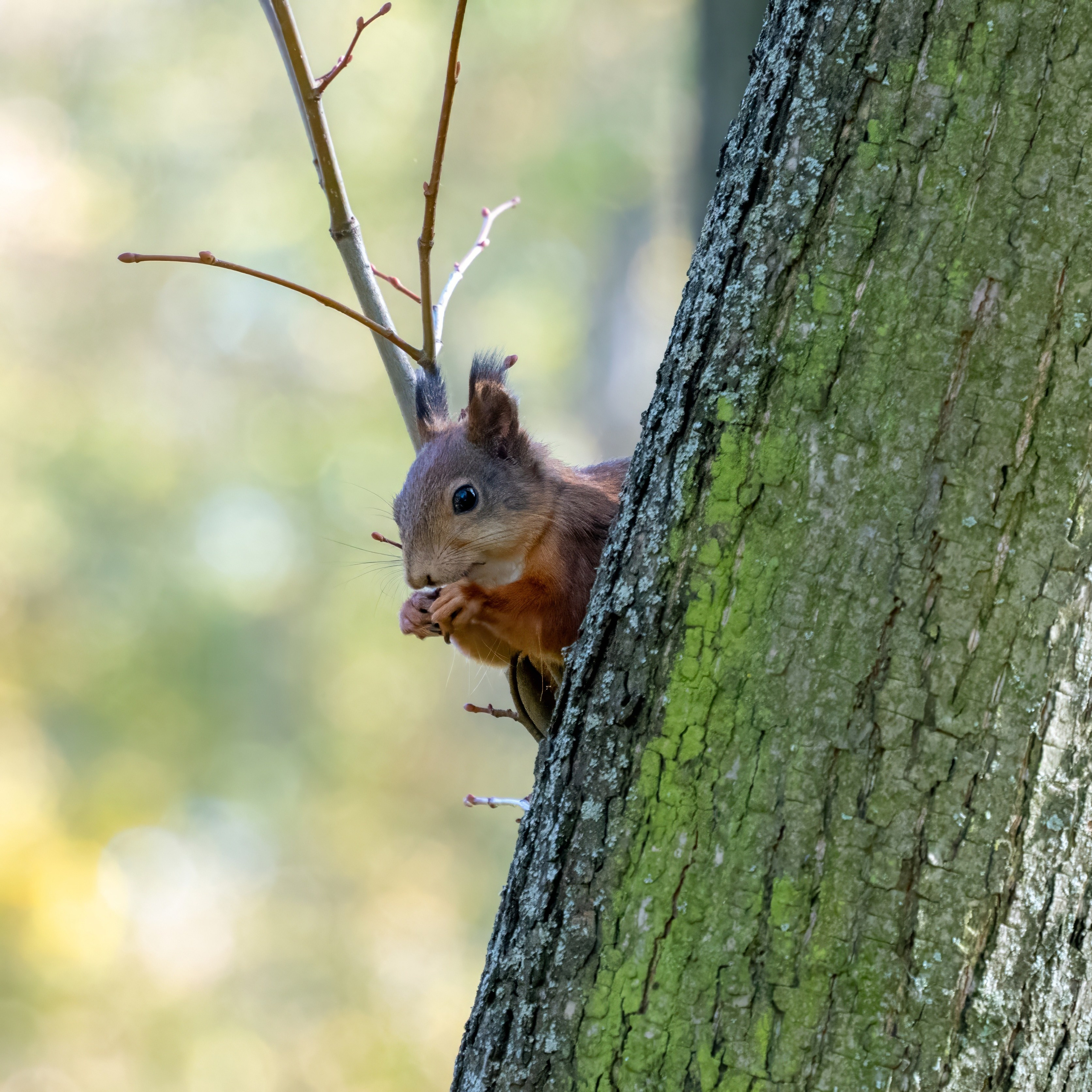 Animals — Животные