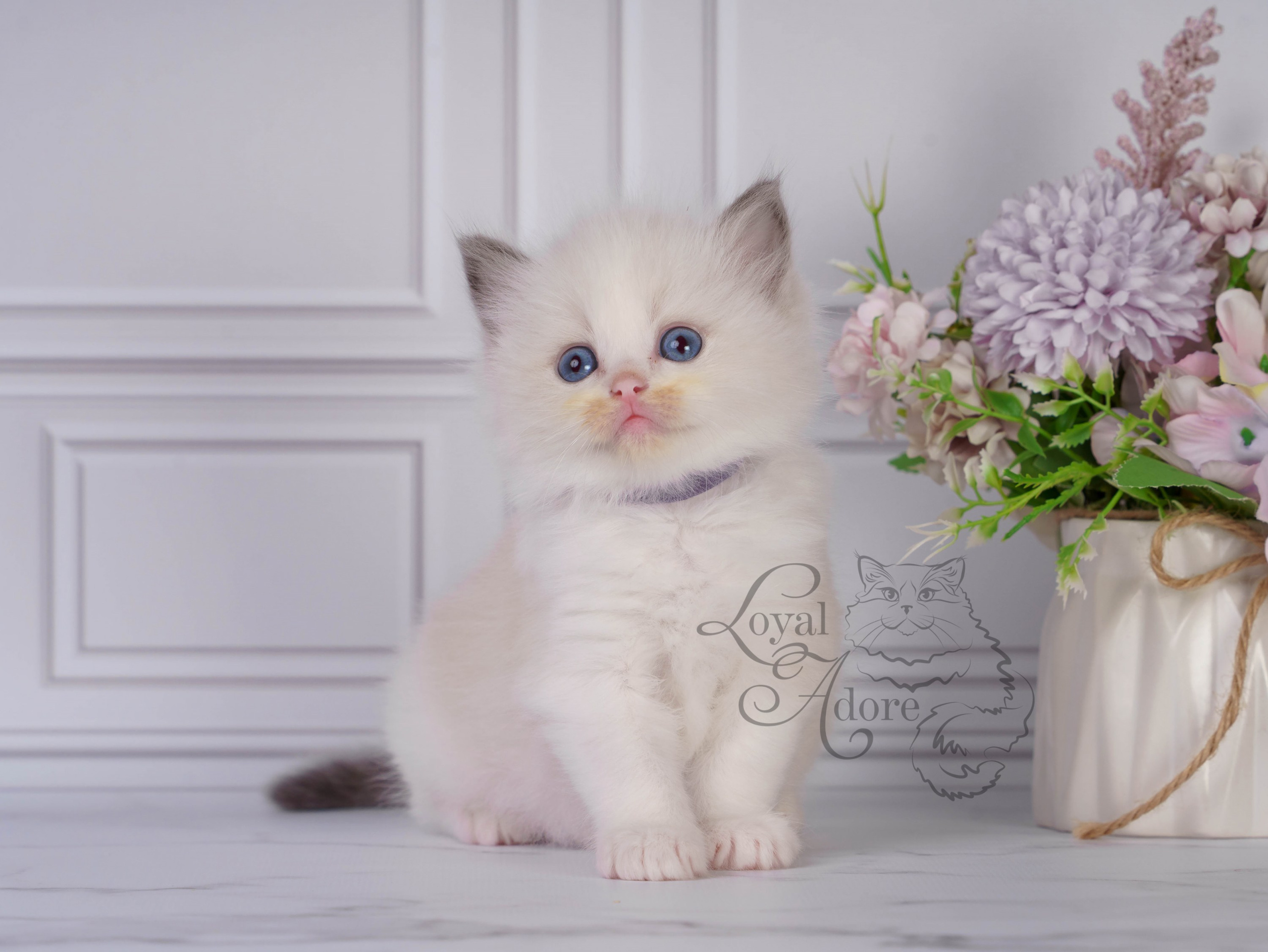 Котята рэгдолл от Loyal Adore. Питомник рэгдолл Loyal Adore