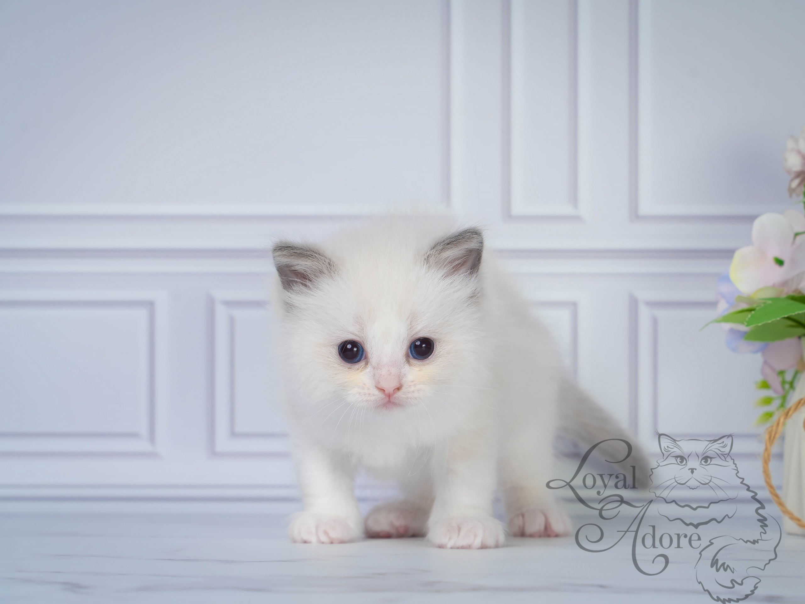 Котята рэгдолл от Loyal Adore. Питомник рэгдолл Loyal Adore