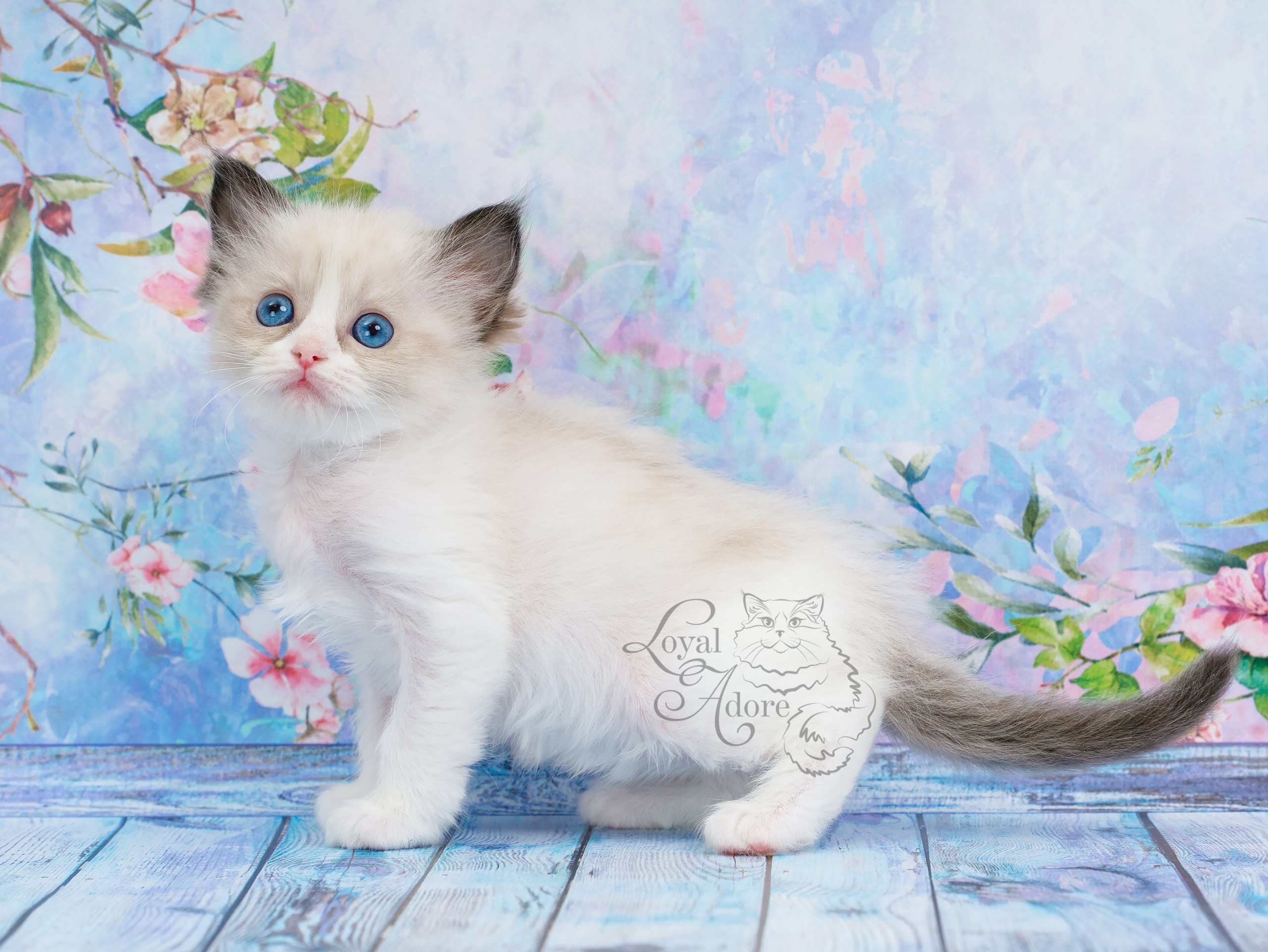 Котята рэгдолл от Loyal Adore. Питомник рэгдолл Loyal Adore