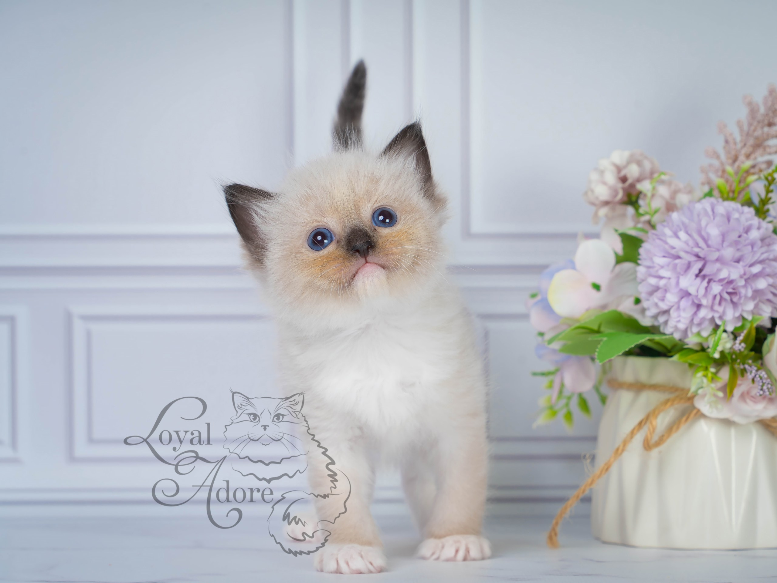 Котята рэгдолл от Loyal Adore. Питомник рэгдолл Loyal Adore