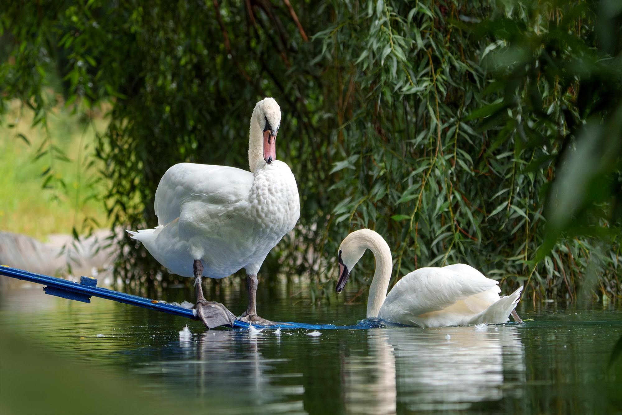 Удивительные мир птиц. Вокруг нас столько прекрасного — присмотритесь!. Ваш личный фотограф Марина Волкова