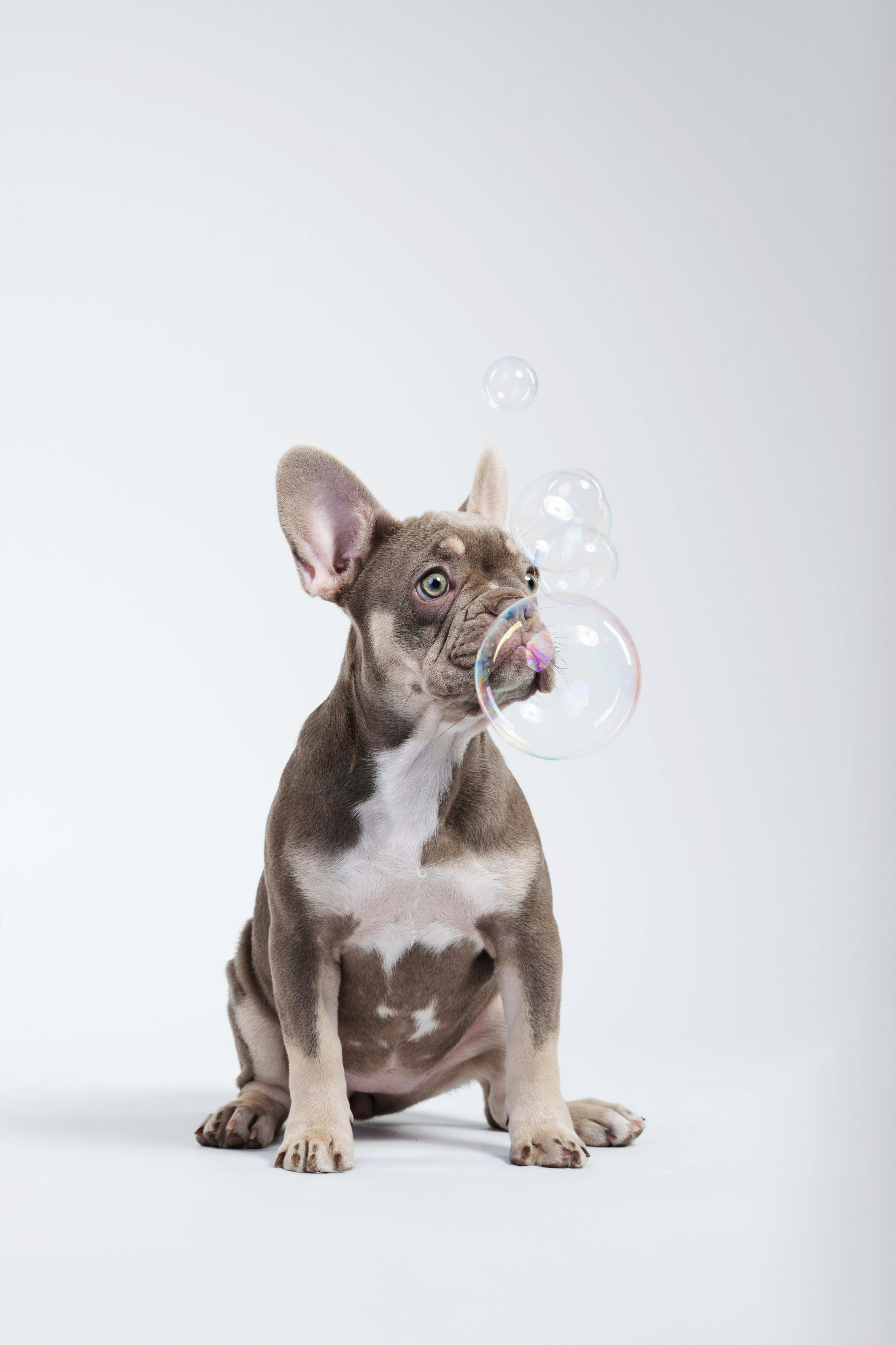 Бри, Панда, Эста и Жара. Фотограф анималист Осипчикова Мария