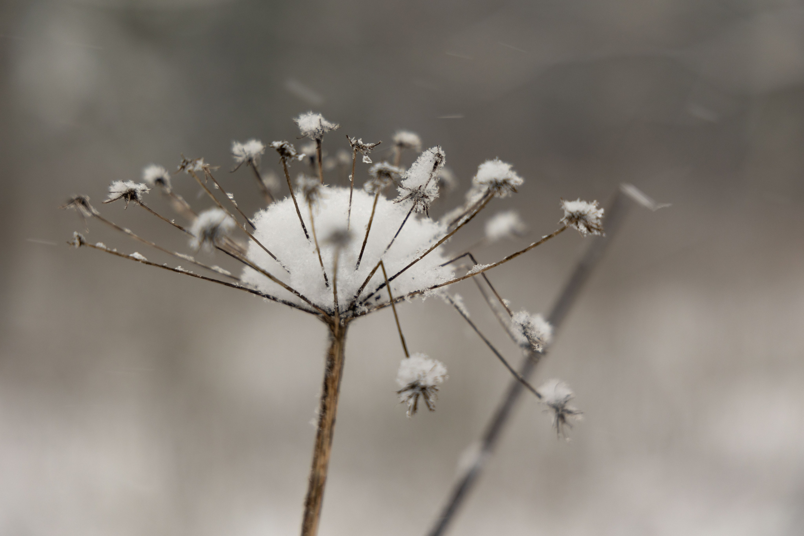 Любимое. Фотограф в Санкт-Петербурге Анна Сосновская