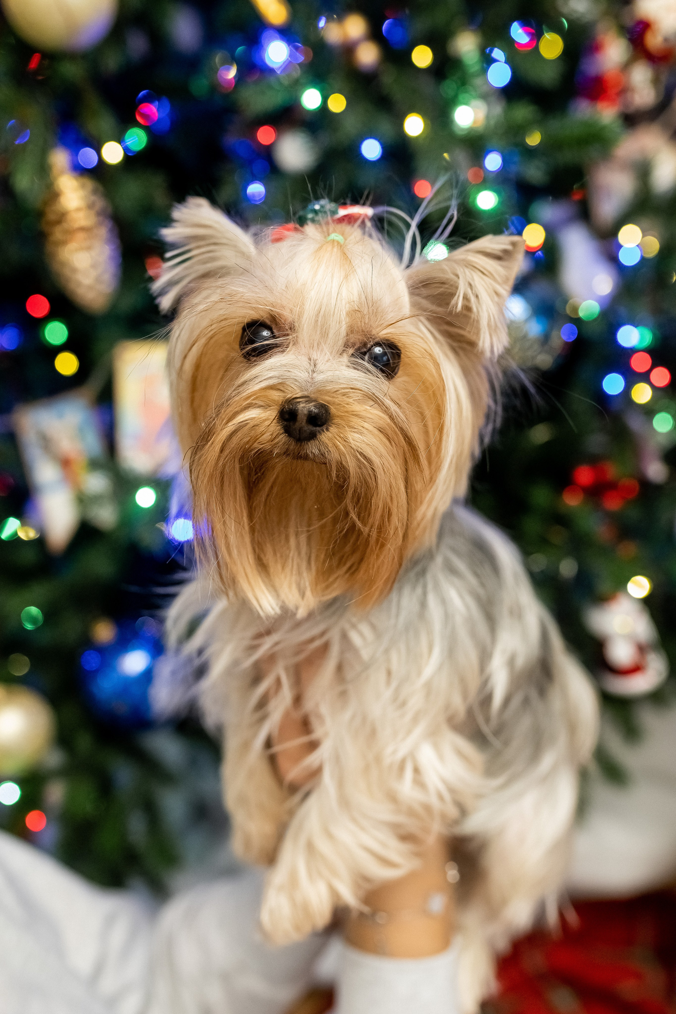 Тома и Даня с питомцами!. Профессиональный фотограф, Москва |Видное Елена Елизарова