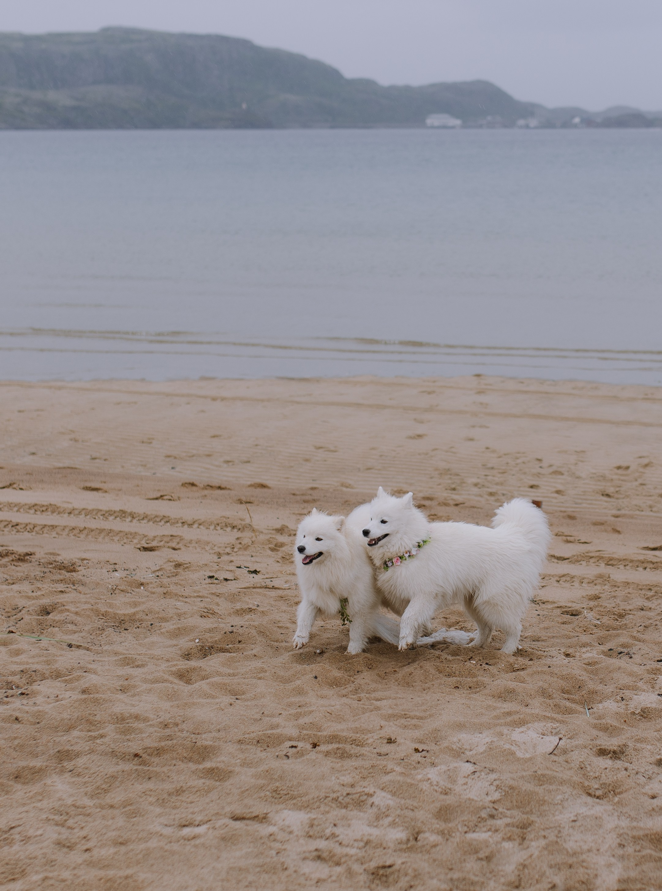 Свадьба в Териберке. Фотограф и видеограф в Мурманске, Москве Екатерина Нечаева