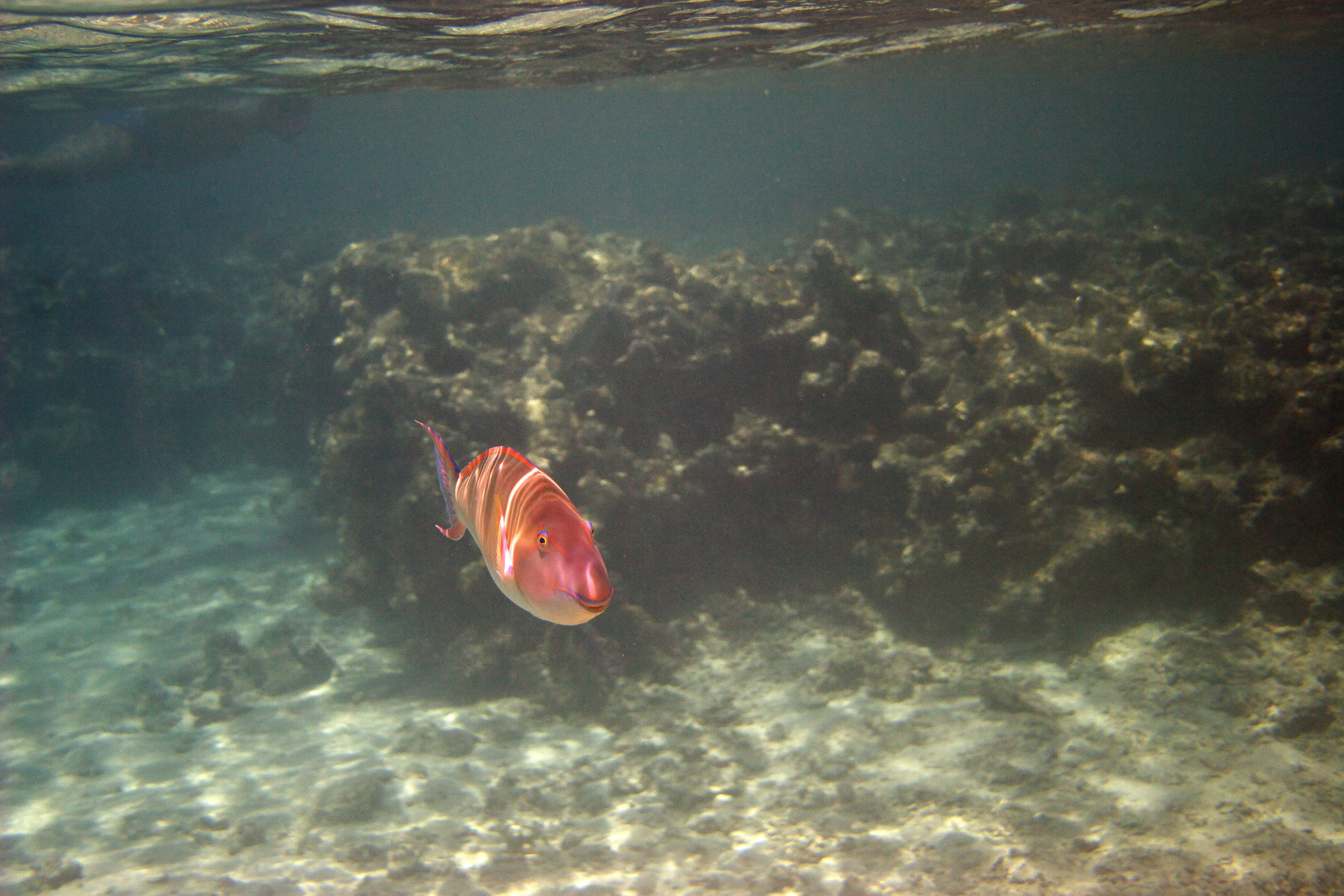Под водой. Миша Печёнкин | фотография
