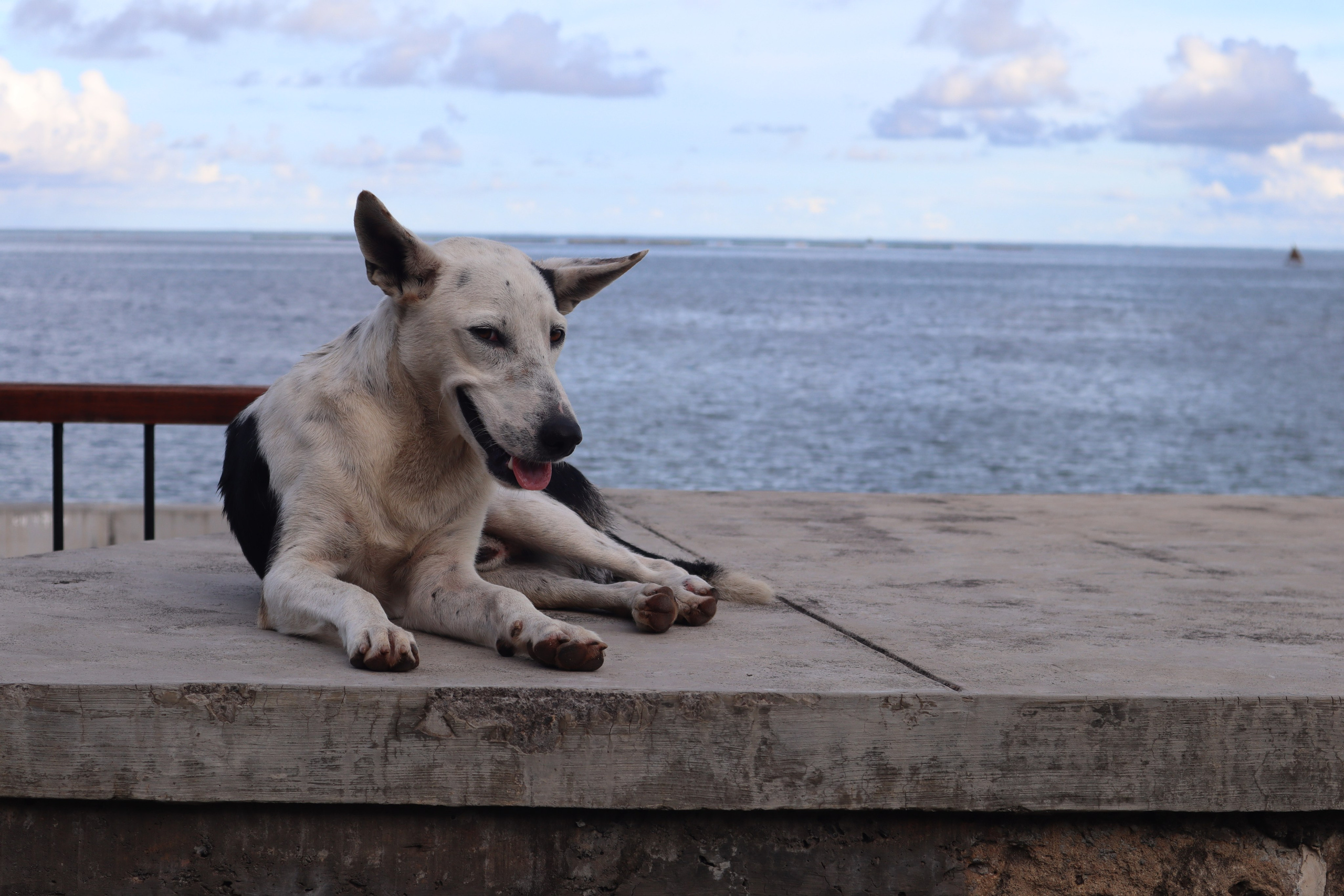 Путешествие на родину птицы додо. Travel photographer Ksenia