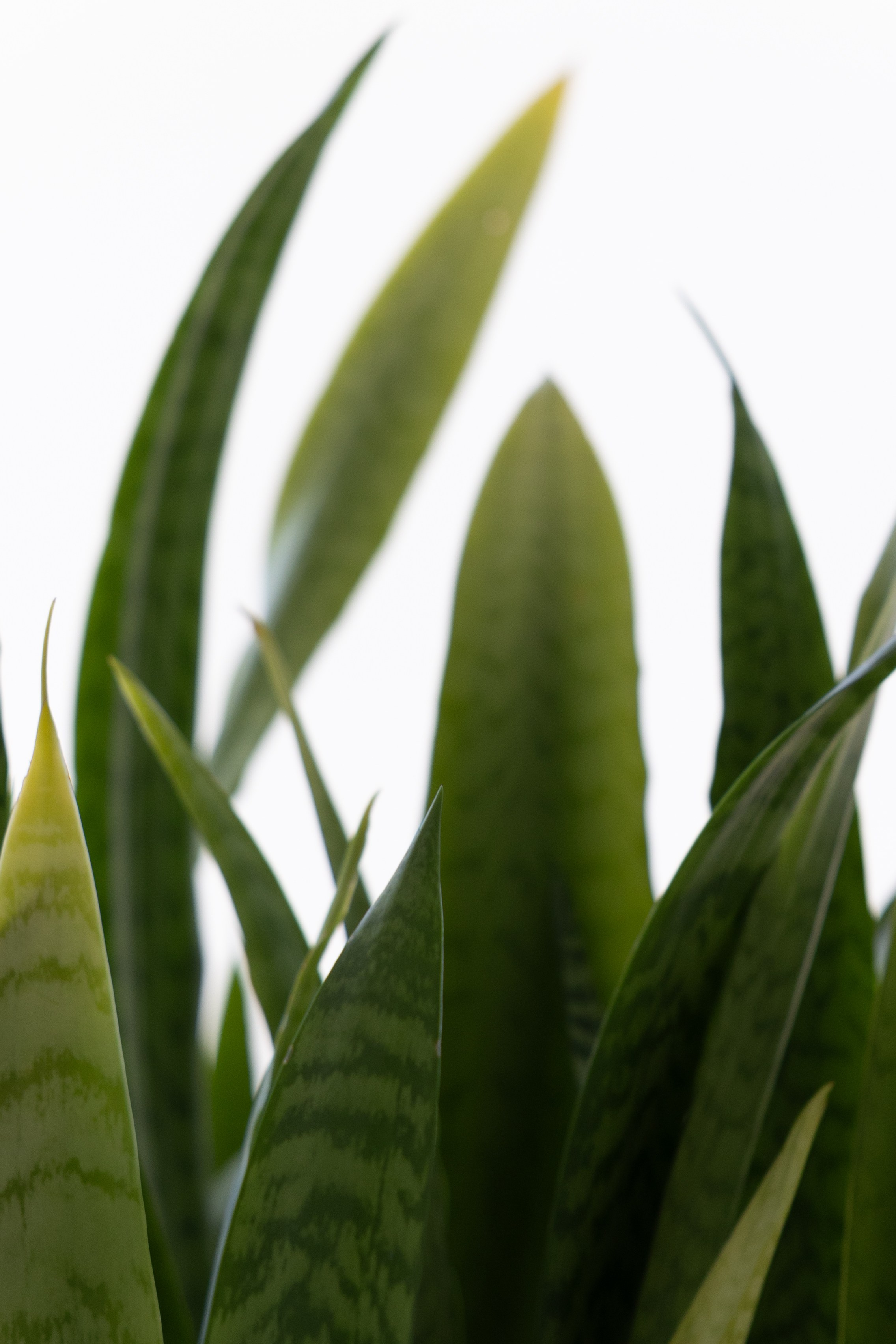 Art prints. Фотограф алина стерхова, алина стерхова фотограф, фотограф москва