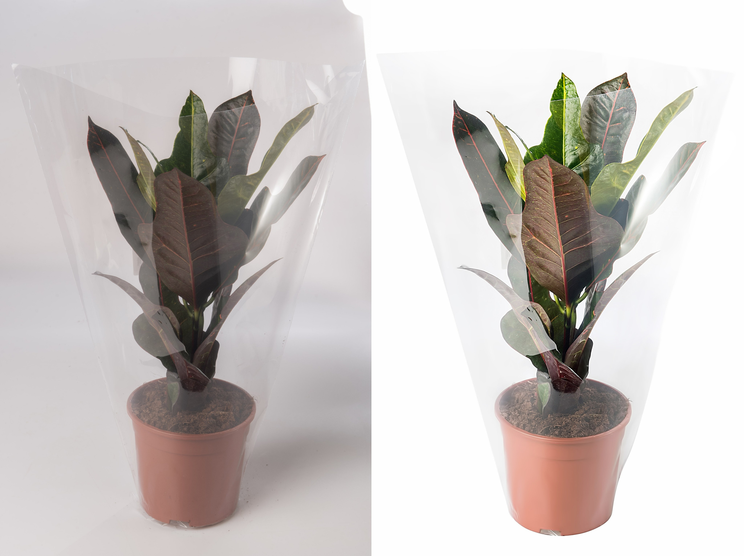 Ретушь растений и овощей | Студия SVITHART