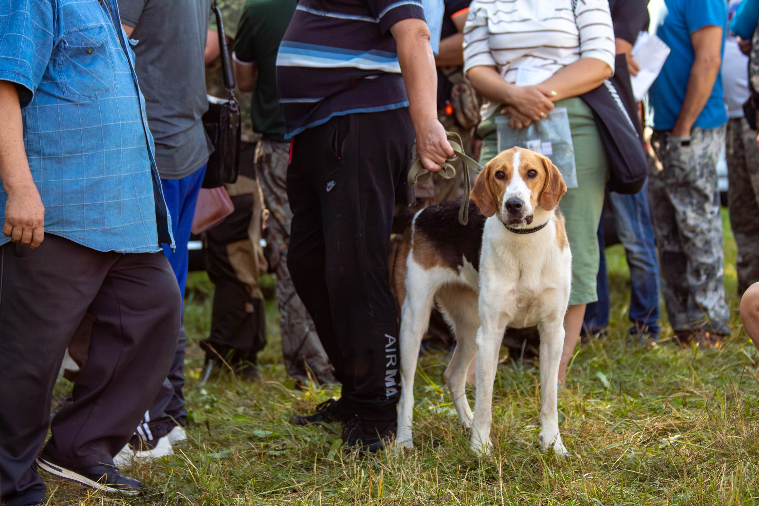 Репортажная съемка в Туле. Фотограф анималист — Тула, Москва