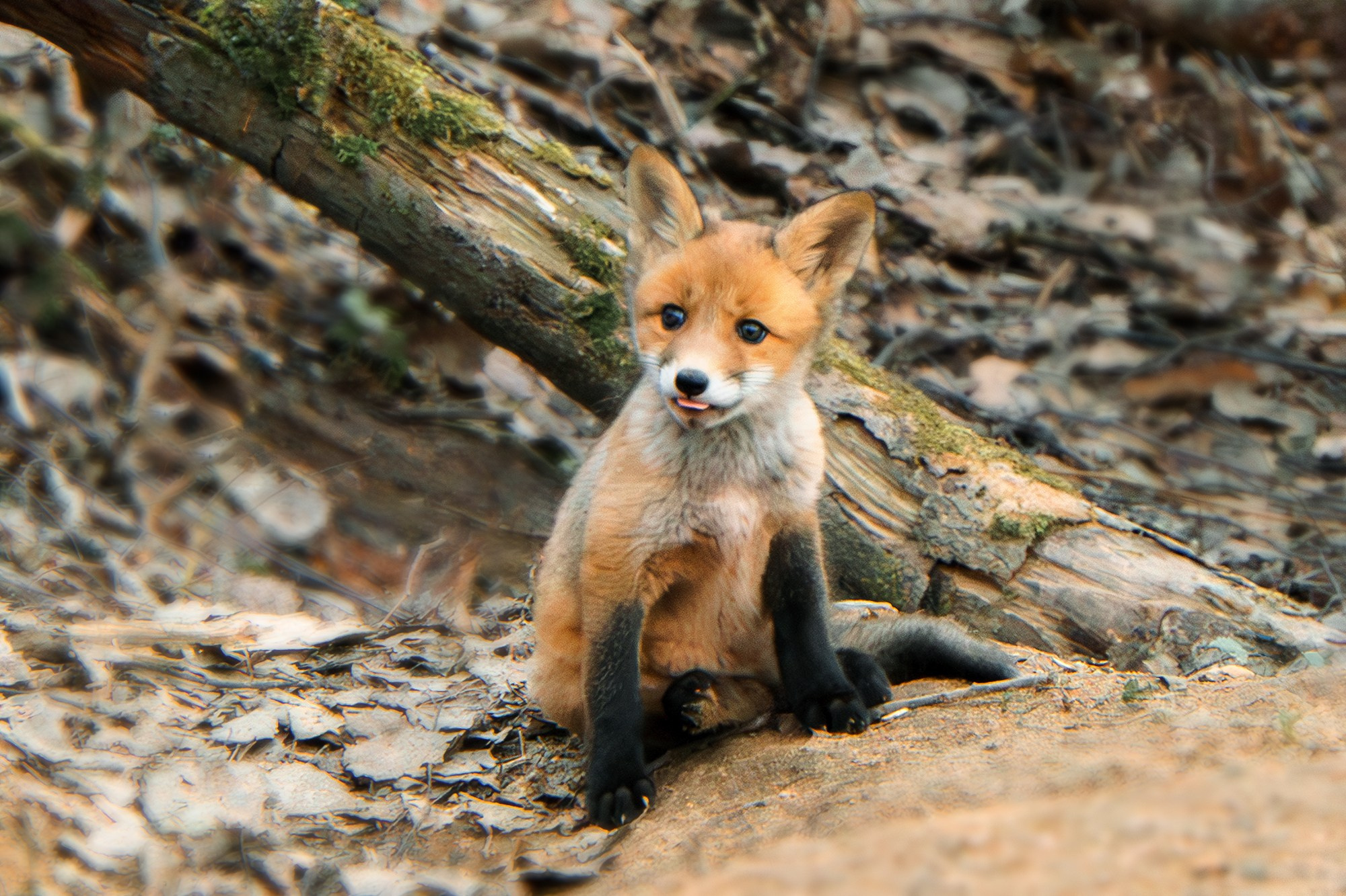 Животные. Ваш личный фотограф Марина Волкова